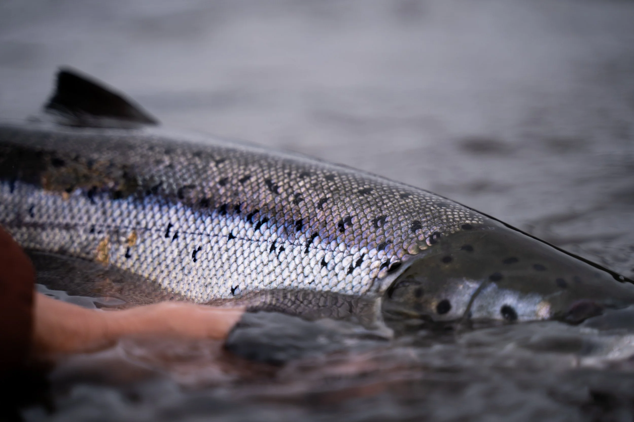 A close-up photograph of a fish lying on a wet surface with a person's hand visible at the bottom left corner, suggesting the fish is being held or placed on the ground.