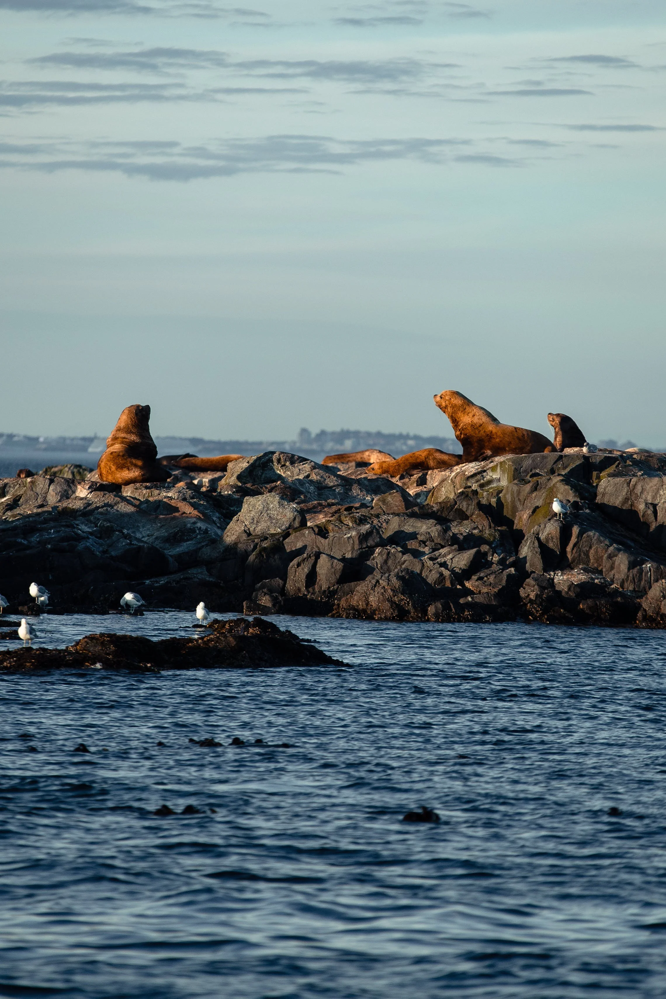 Seals resting on rocks in the ocean with a distant city skyline in the background under a cloudy sky.