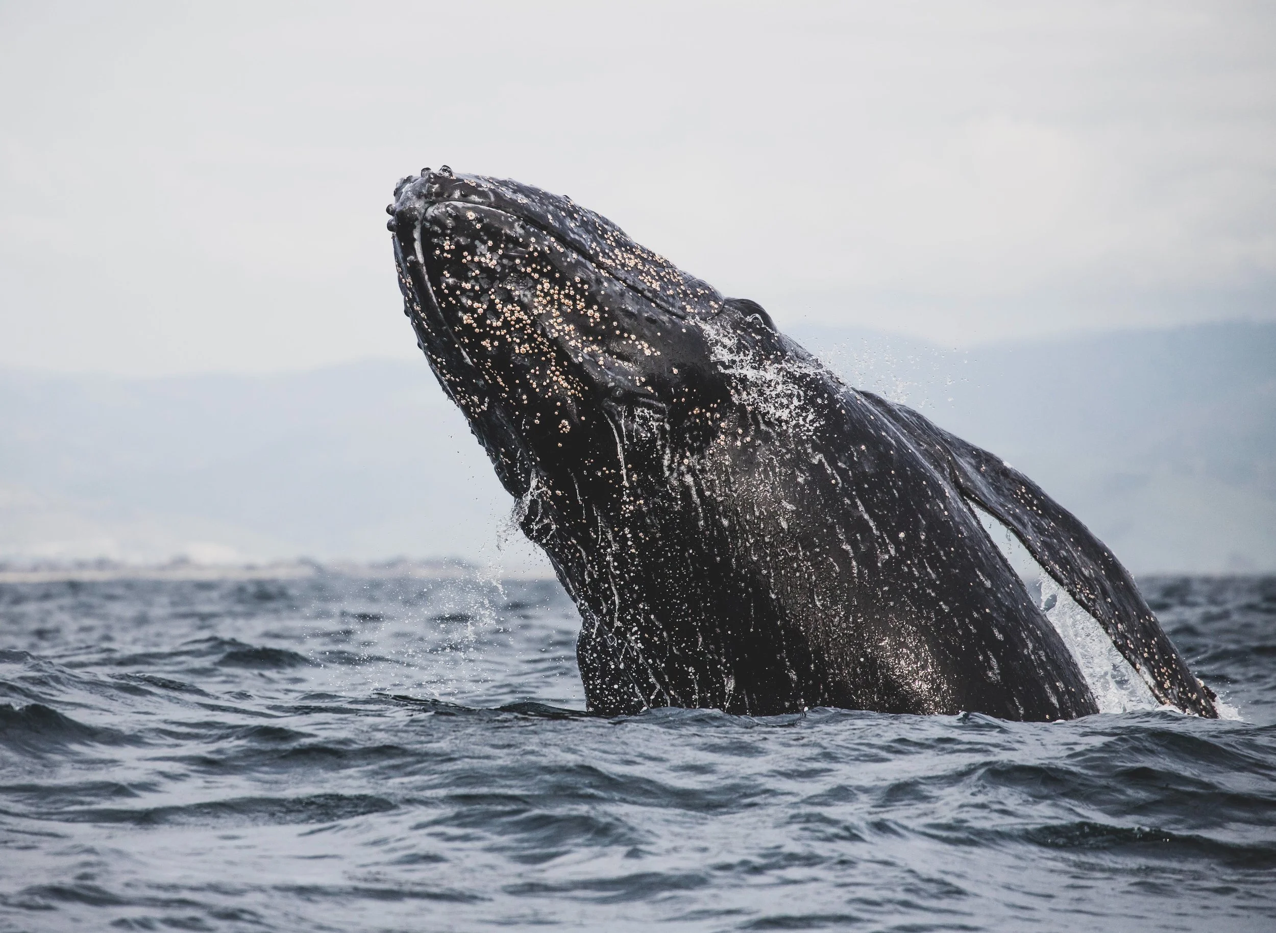 A humpback whale breaching water with its head and upper body visible, water splashing around it, over an ocean and cloudy sky background.