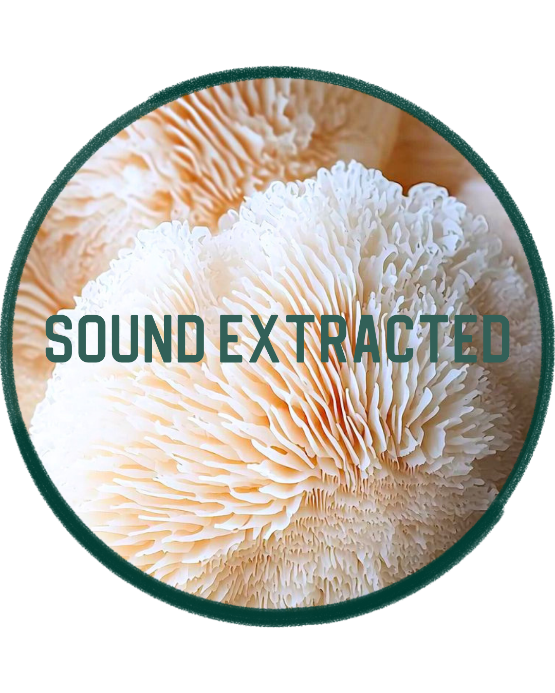 Detailed view of a fresh lion’s mane mushroom showing its natural texture with text overlay that says "sound extracted".