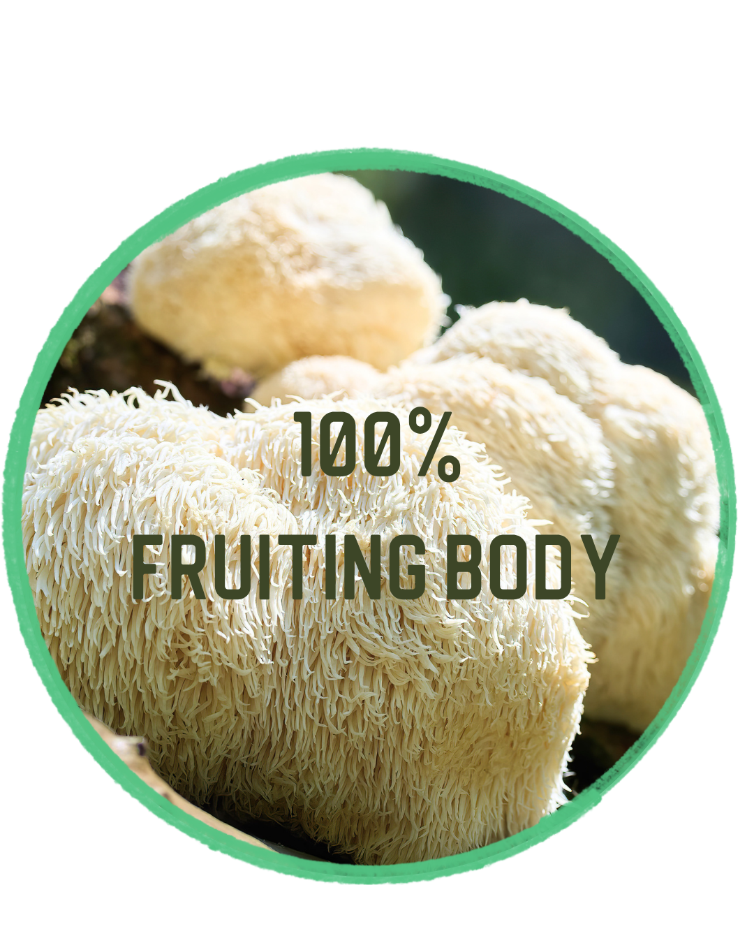 Close up of a lion’s mane mushroom with soft white cascading strands and text overlay that says "100% fruiting body".