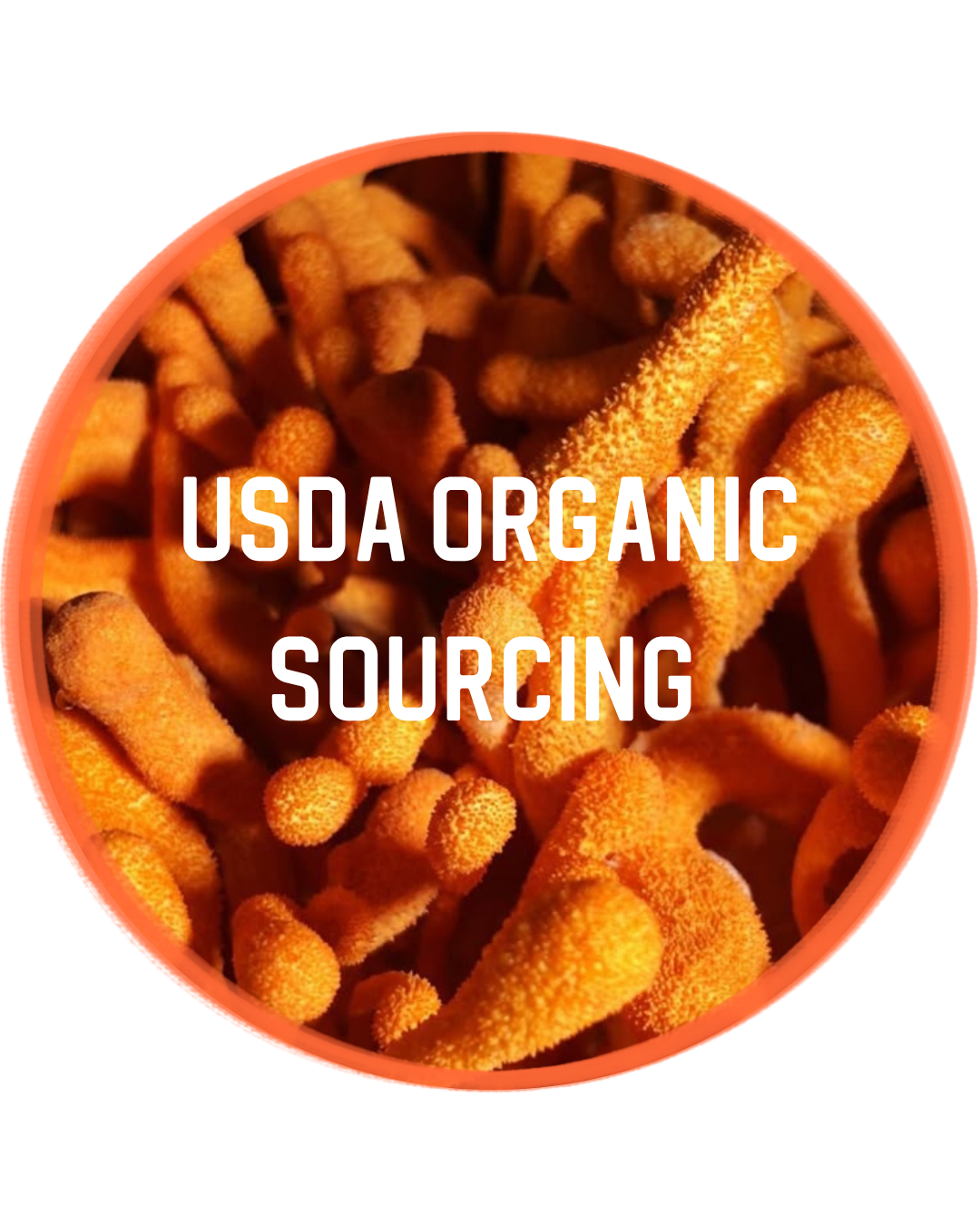 Bright orange cordyceps mushrooms growing upward in a clustered formation with text overlay that says "USDA organic sourcing"