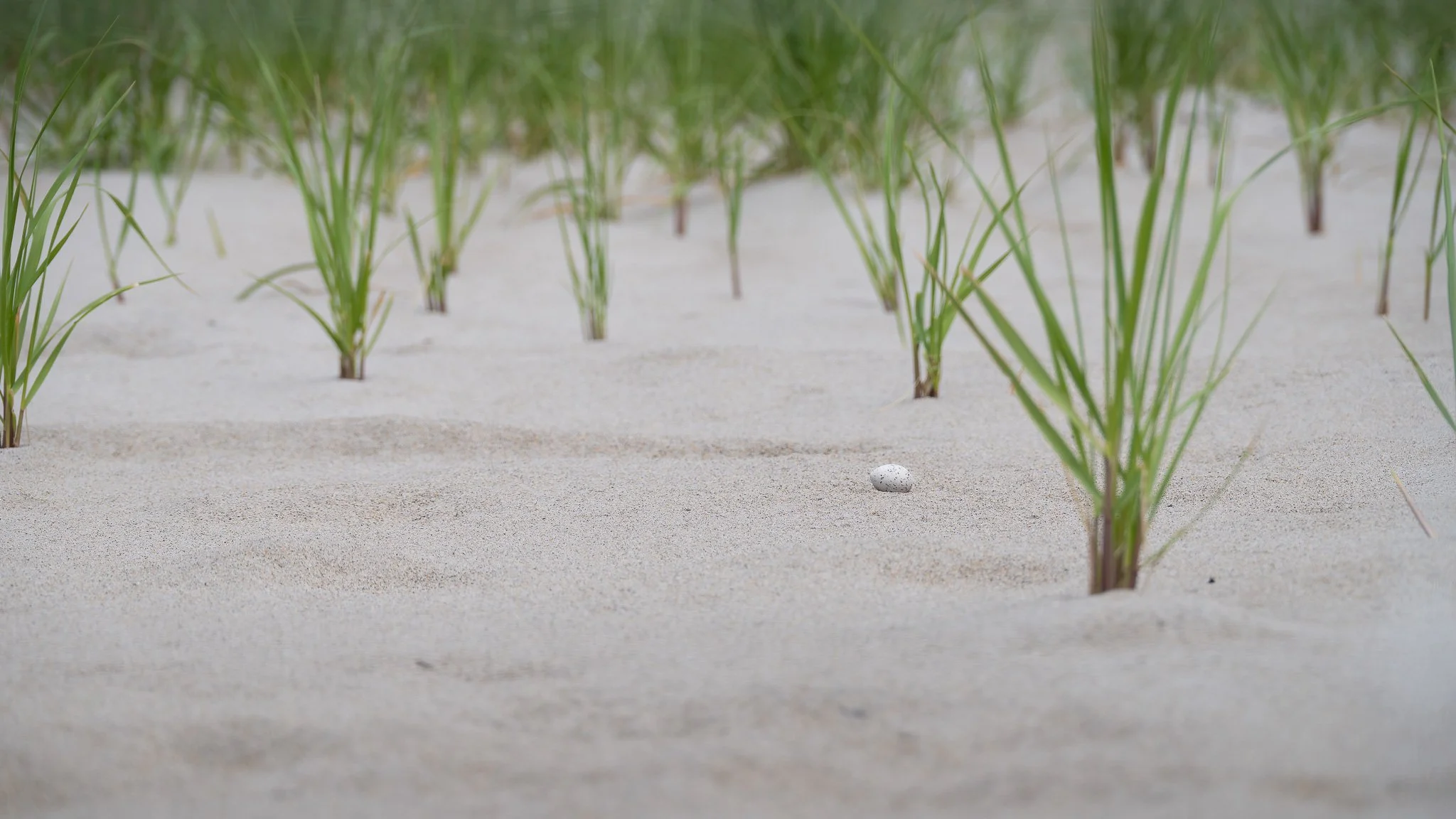 A least tern (Sternula antillarum) egg in its "nest" on the open sands among dune grasses.