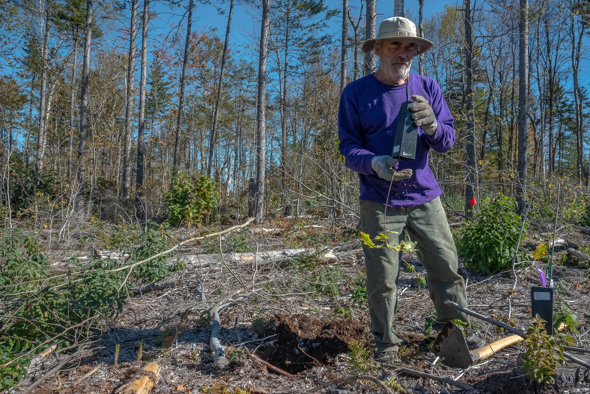 One of the volunteers plants a Red Oak (Quercus rubra) sapling in its new home where it may remain for hundreds of years.