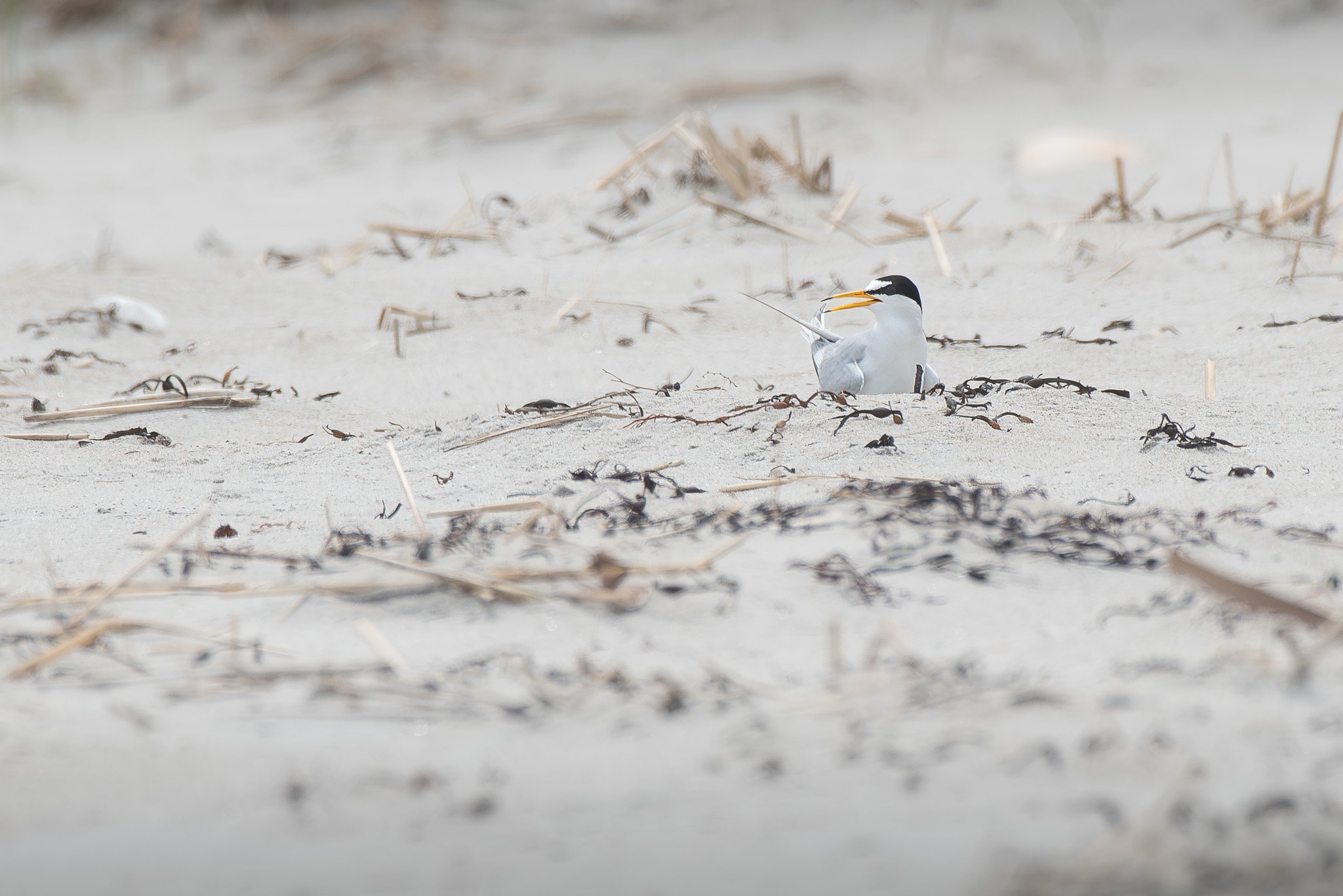 A least tern (Sternula antillarum), another species of special concern in Massachusetts, incubates its eggs among the beach sand.