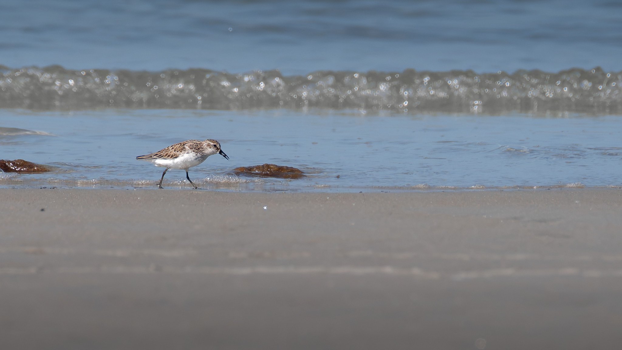 A semipalmated sandpiper (Calidris pusilla) forages among the intertidal for small invertebrates.