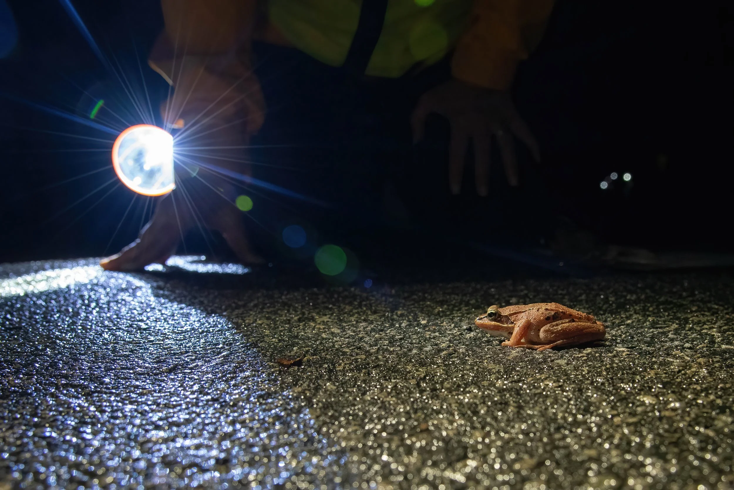 A Wood Frog (Lithobates sylvaticus), one of the first species to emerge, is escorted across the road.