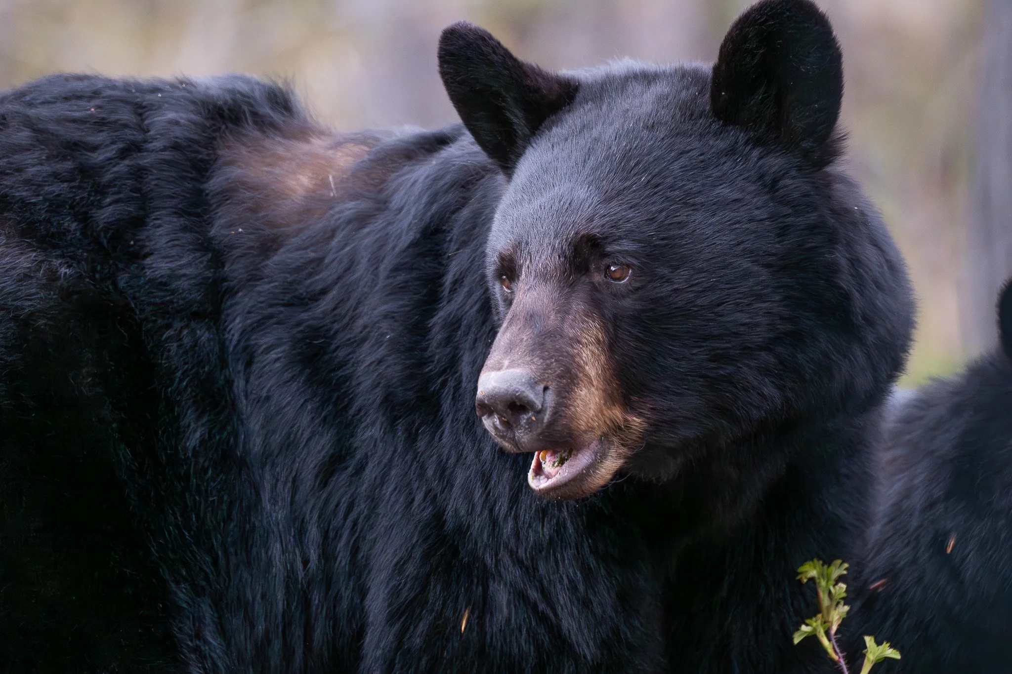 A female black bear (Ursus americanus) catches the morning light.