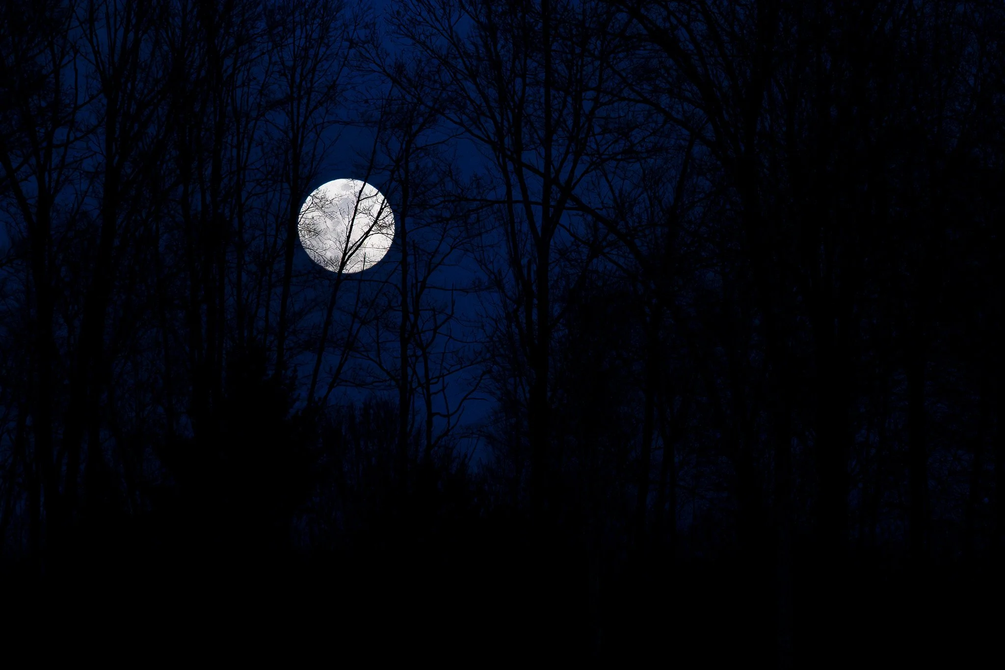The Full Worm Moon rises over the woodlands at Beaver Brook.
