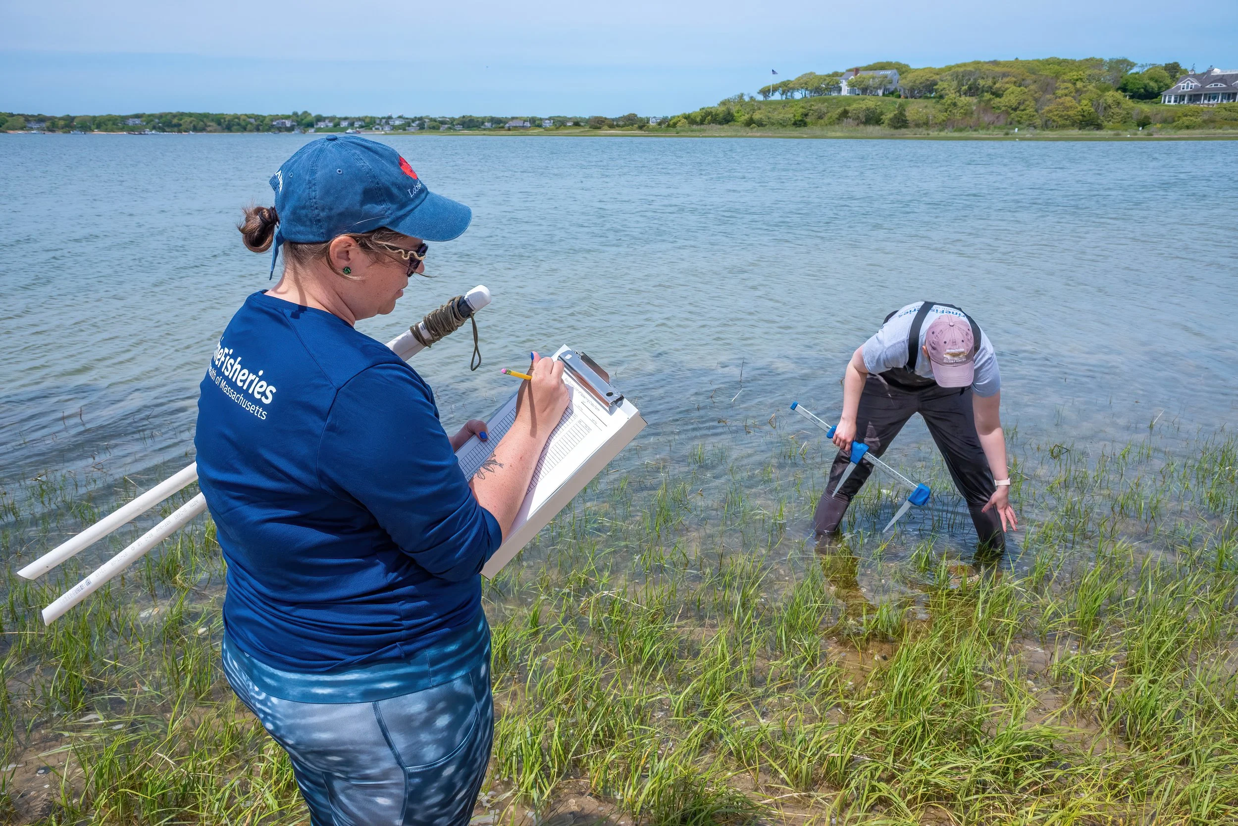 Two fisheries scientists survey the size, health, and sex of adult crabs spawning at
Stage Harbor in Monomoy National Wildlife Refuge.