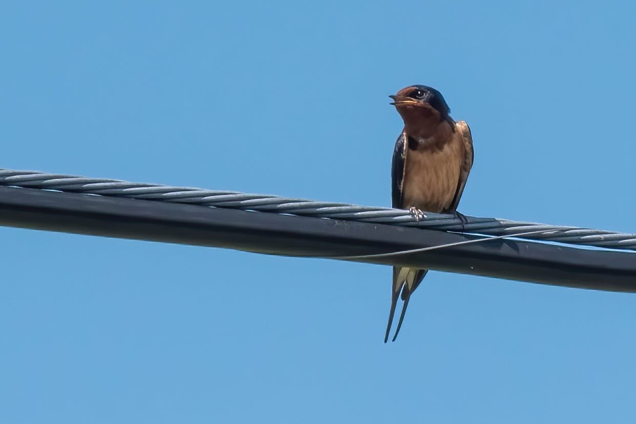 Barn Swallow (Hirundo rustica) showing off some fun aerial acrobatics and neat shadows.

This chatty little fellow is easy to identify by its deep blue back, orange face, and forked tail, this swallow can be found in many areas across the world. 

Ex