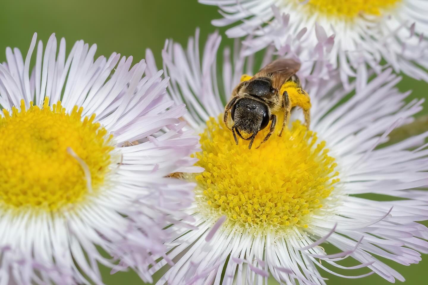 Shout out to our native pollinators! 🐝

Did you know that you owe one out of every three bites of food you take to native pollinators? (USDA)

There are over 3,500 species of native bees that contribute to the food we eat in the US alone. 

This doe
