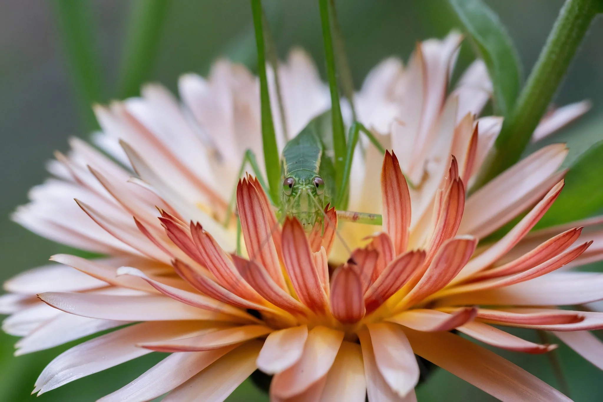 One of my favorite shots from 2025, this katydid (Tettigoniidae) was enjoying a calendula flower in my garden, she blended in so well I almost didn't notice her save for her slow movement as she settled into the petals. Their calls are so nostalgic f