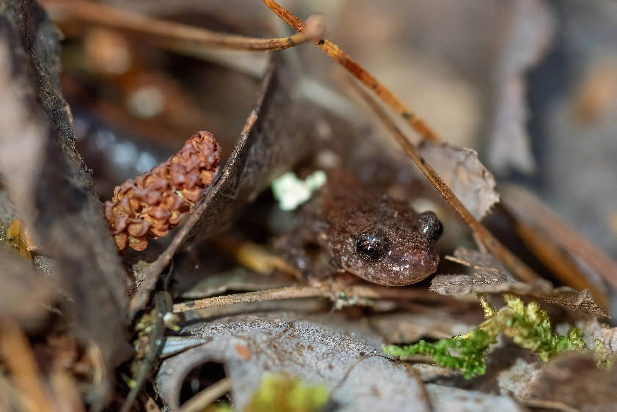 Red-backed salamander (Plethodon cinereus) among the leaf litter. It may be cold now, but these little guys will be out and about soon! I&rsquo;ll be posting more about spring amphibian movement as the season draws on (one of my favorite subjects to 