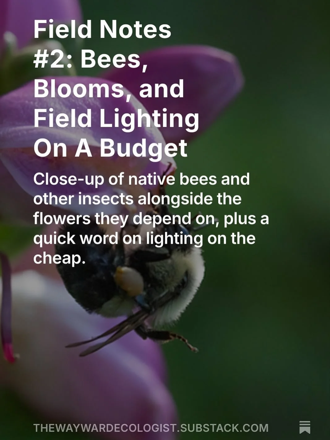New Field Notes post on Substack!

Featuring native insects and their relationship with native plants, some cheap lighting options for wildlife photography, and some updates on classes and workshops.

See the link in my bio for more! 😊🌸🐝
.
.
.
.
.