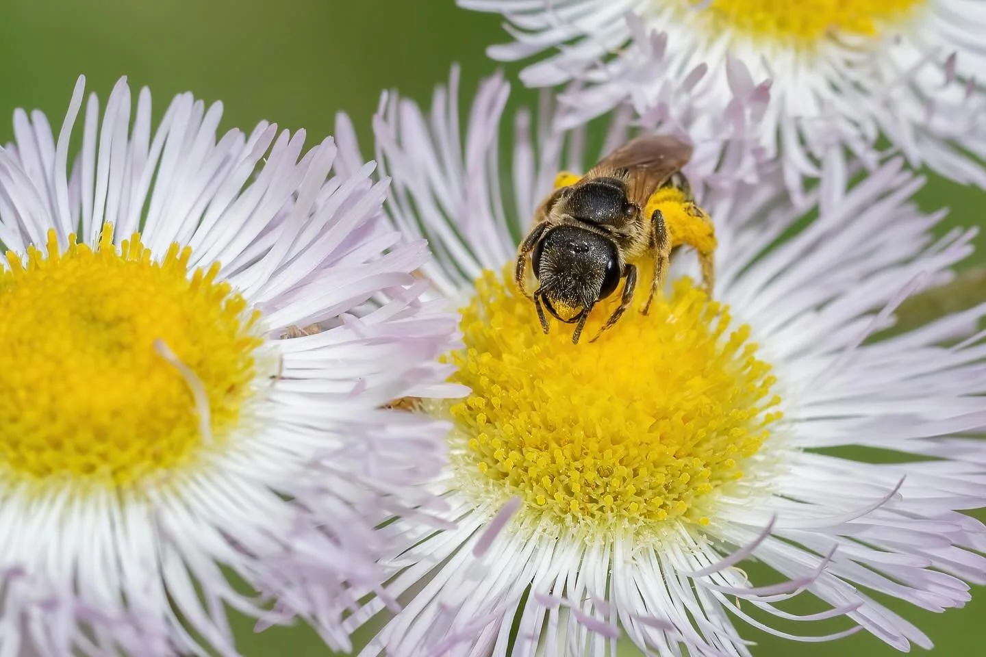 Shout out to our native pollinators! 🐝

Did you know that you owe one out of every three bites of food you take to native pollinators? (USDA)

There are over 3,500 species of native bees that contribute to the food we eat in the US alone. 

This doe