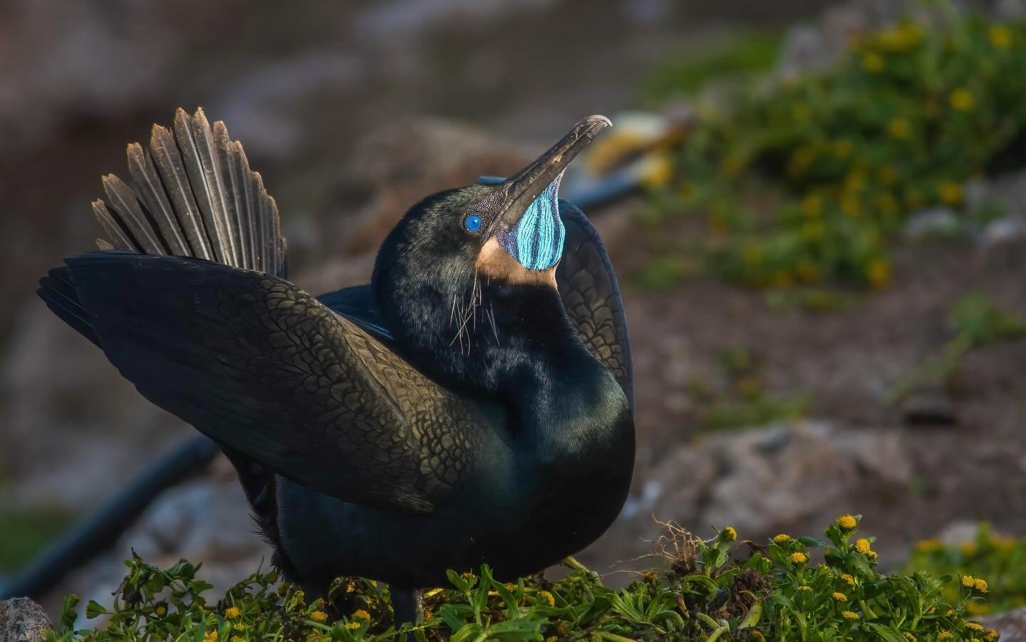 What bird is this? (Answer below)
.
.
This is a male Brandt&rsquo;s Cormorant (Phalacrocorax peniclillatus)! He is dancing on a fresh nest of Farallon Weed in hopes of attracting a mate. 
.
The island he&rsquo;s dancing on sits about 30 miles off the