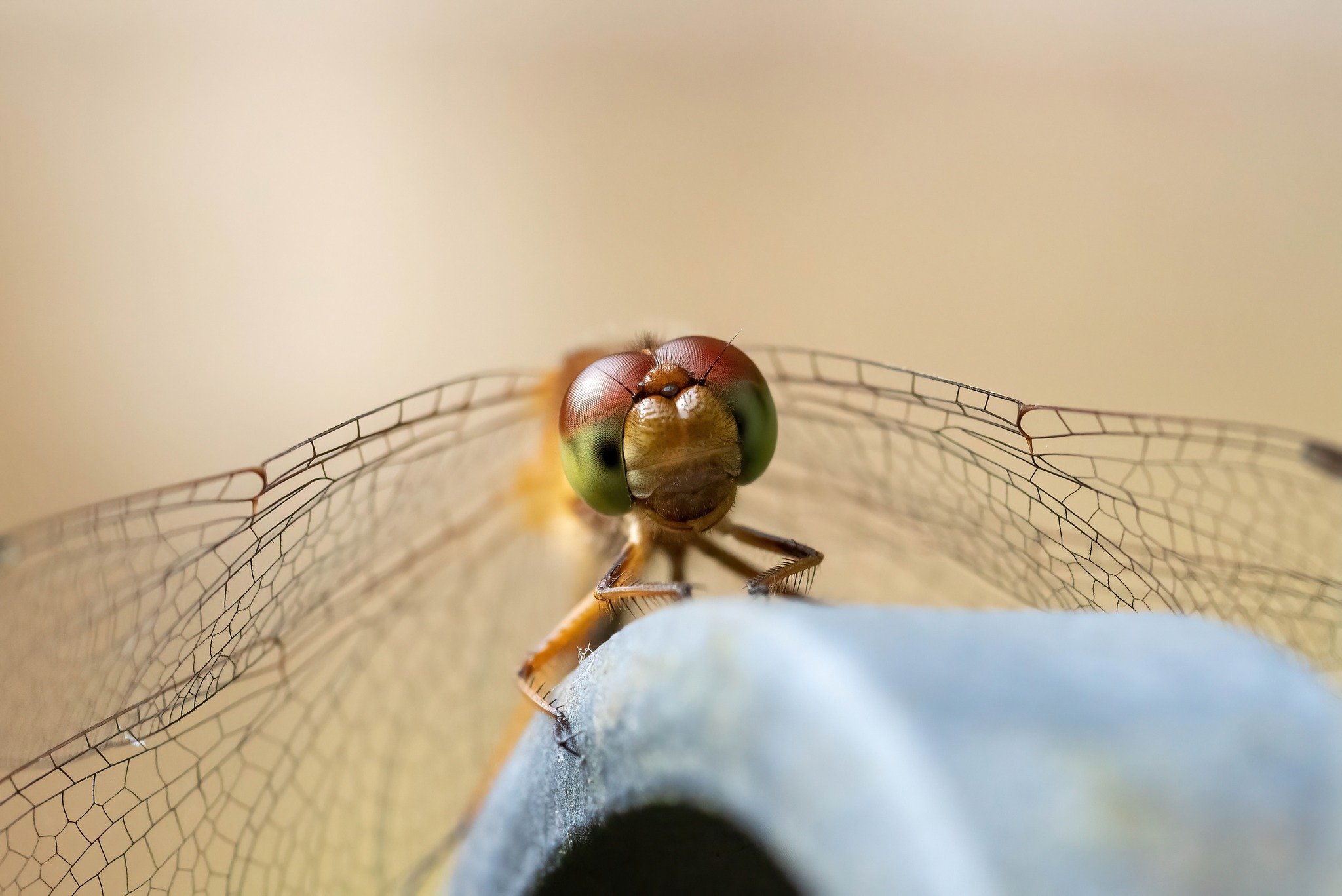 One of my favorite things about photographing dragonflies is how expressive they look up close!
.
This meadowhawk was hanging out with me while I was gardening late last season in Massachusetts, occasionally leaving its perch to grab a horsefly buzzi
