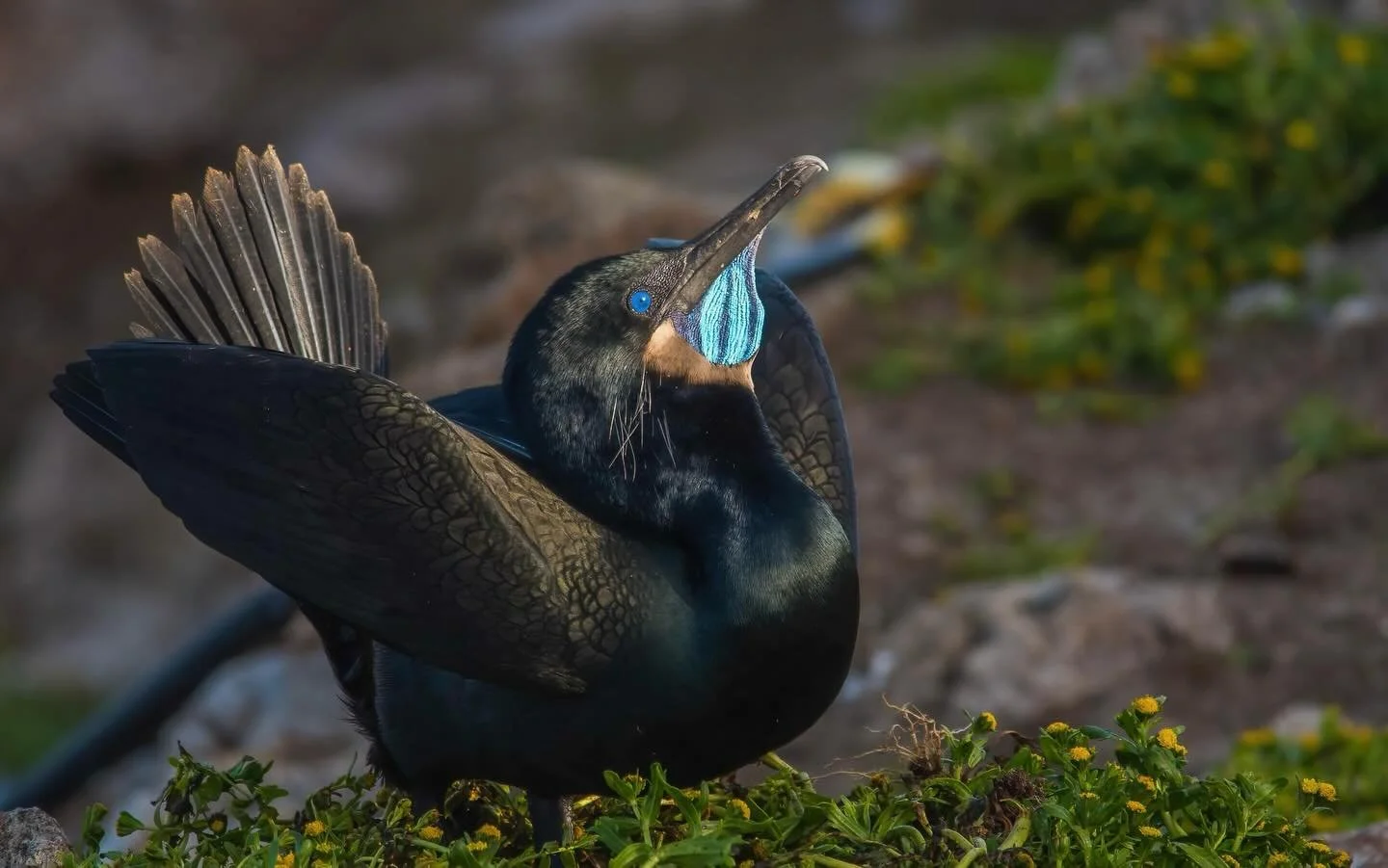 What bird is this? (Answer below)
.
.
This is a male Brandt&rsquo;s Cormorant (Phalacrocorax peniclillatus)! He is dancing on a fresh nest of Farallon Weed in hopes of attracting a mate. 
.
The island he&rsquo;s dancing on sits about 30 miles off the