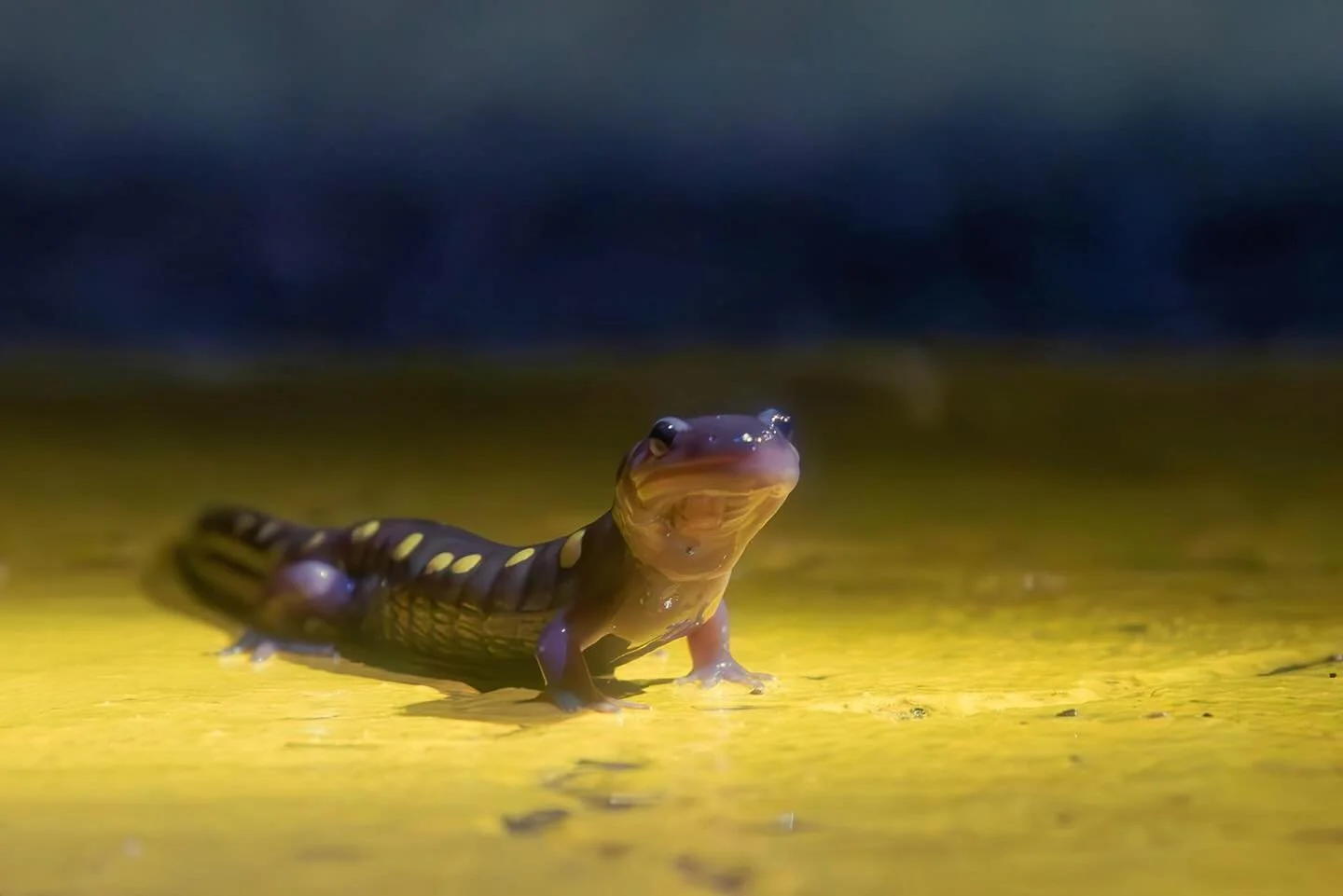 More images from the lovely little Yellow Spotted Salamanders (Ambystoma maculatum) that frequent the Big Night road crossings.

These charismatic little amphibians can be spotted this time of year crossing back from the vernal pools into the woodlan
