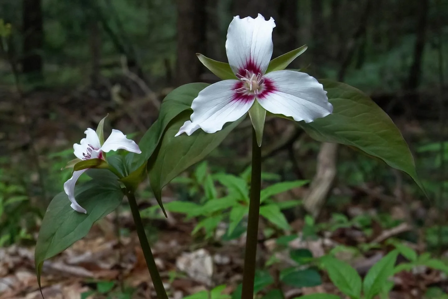 🌱 A few spring ephemerals from our local woods! 🌱

These flowers are so named because they grow quickly and bloom briefly before trees leaf out, taking advantage of the early sunshine and spring rains. 

Spring ephemerals provide an important early