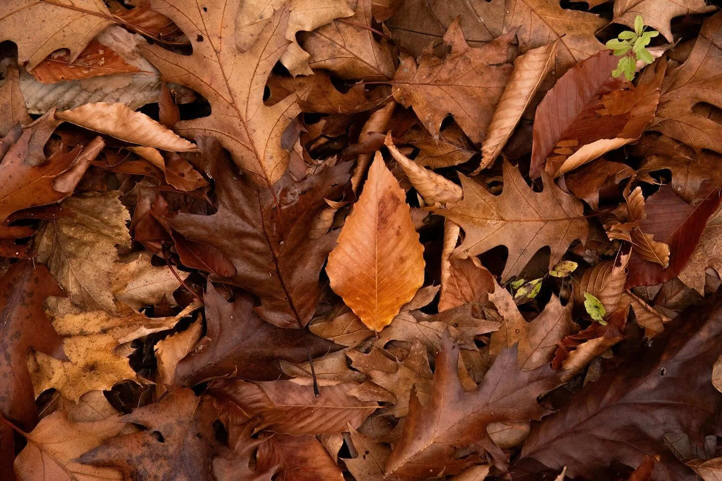 Did you know that leaf litter not only supports wildlife, but stores rainwater, and helps to prevent droughts and floods?

Leaf litter absorbs and releases water slowly, but it also slows down the evaporation process, helping forest soil stay moist.
