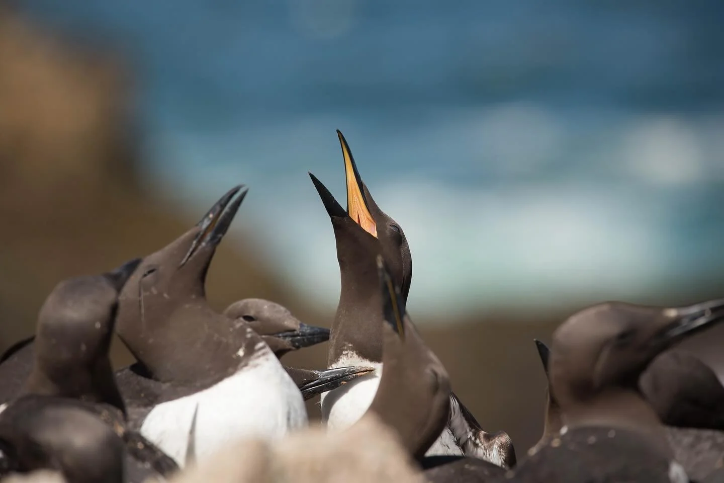 Happy World Migratory Bird Day!

They inspire, they delight, they help keep us and the ecosystems they inhabit healthy.

Did you know that humans (and other animals) have actually evolved to associate bird song with safety?

This is why we find it re