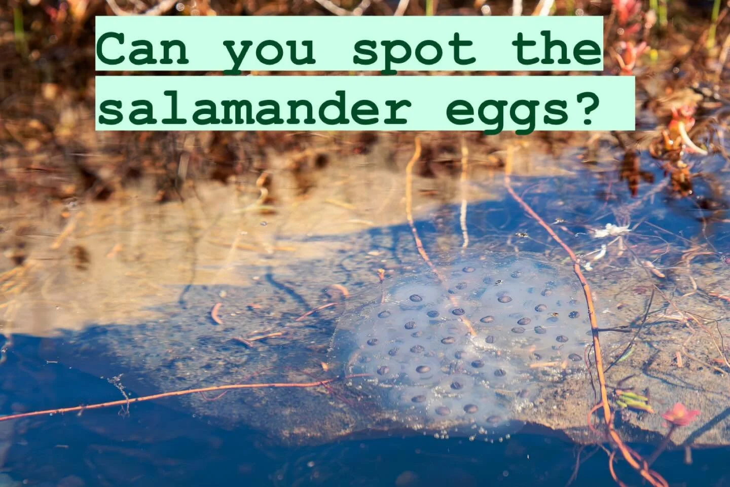 Keep an eye out for salamander egg masses developing in vernal pools!

I know I&rsquo;ve been talking a lot about these buddies recently, but it really is their season, and there has been so much of their weather to boot! 🌧️

Amphibians like to lay 