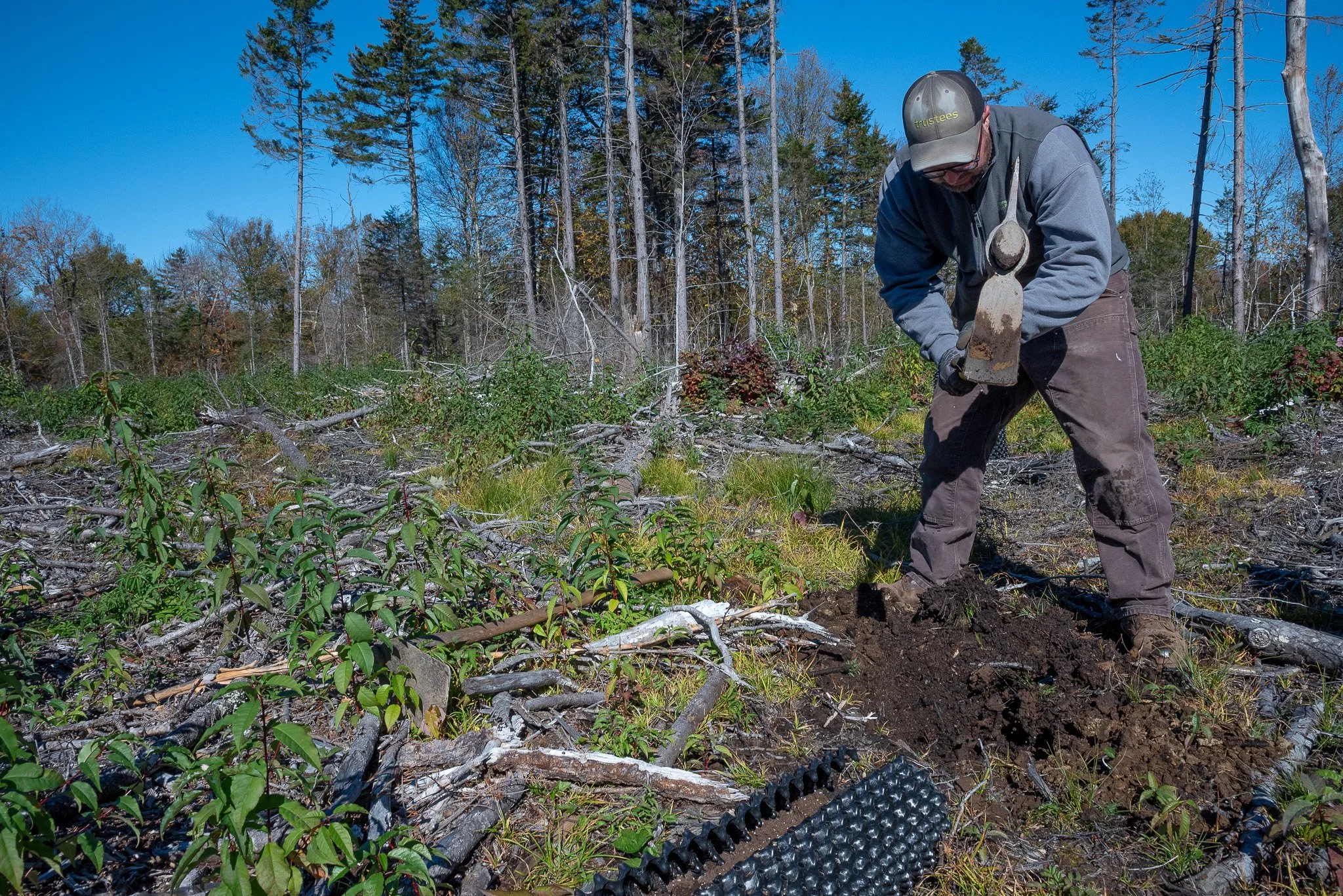 One of the volunteers breaks up ground where the new saplings will be planted, cutting through old roots into good soil.