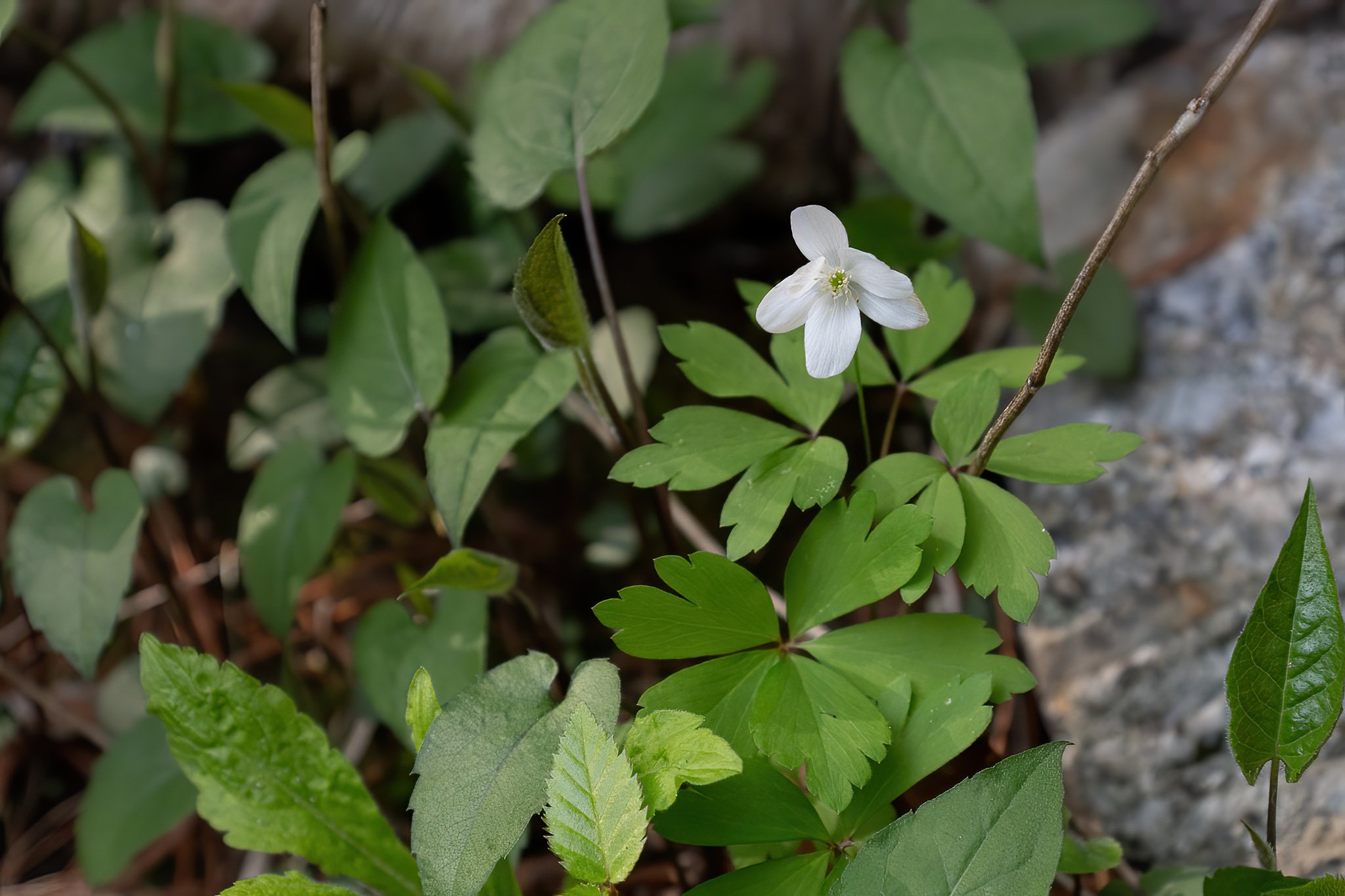 A Wood Anemone (Anemone nemorosa), a native spring ephemeral, grows in the moist shaded woods along the Beaver Brook's forested sections.