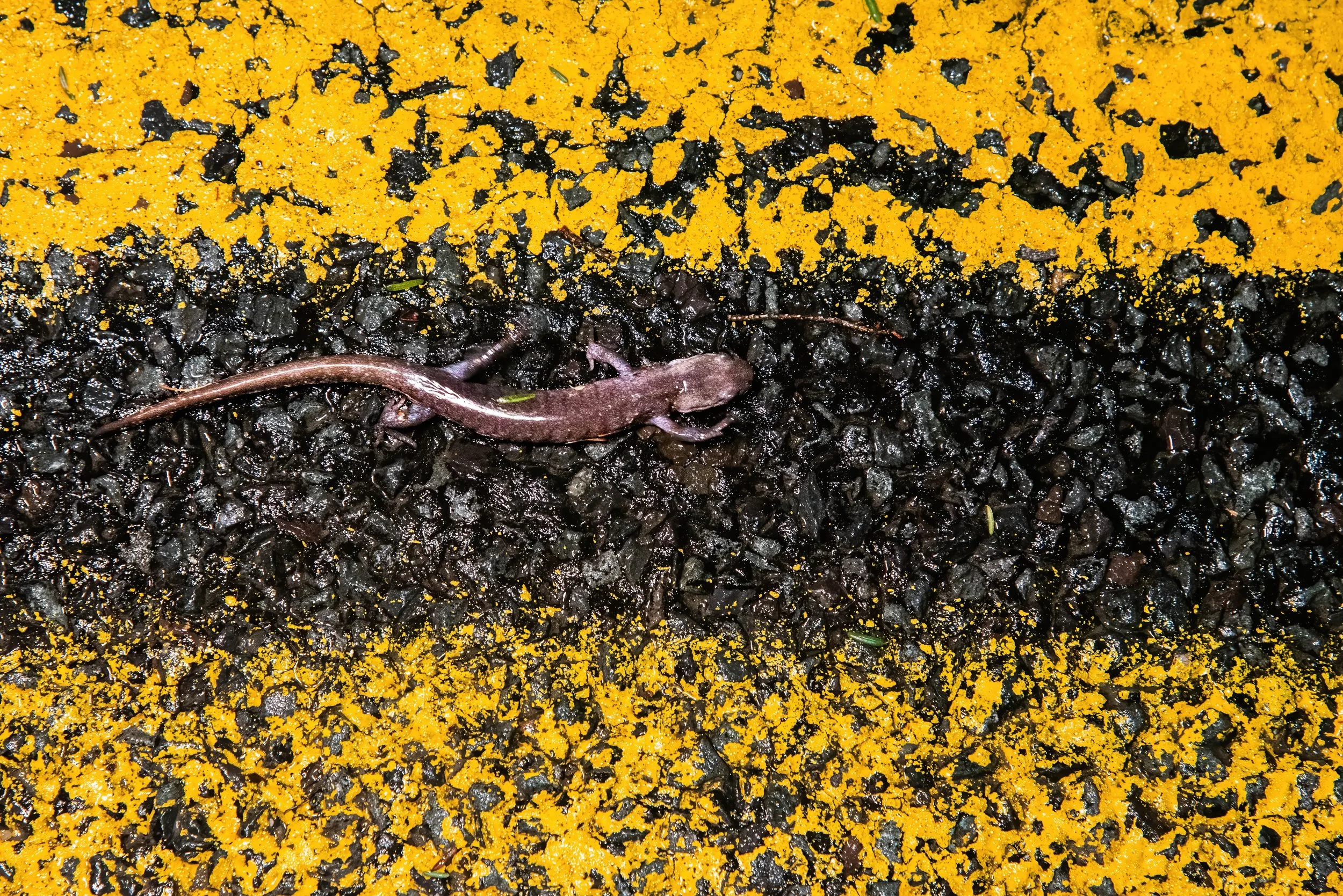 A Jefferson's Salamander (Ambystoma jeffersonianum), a species of greatest conservation need in the state, crosses a busy roadway.