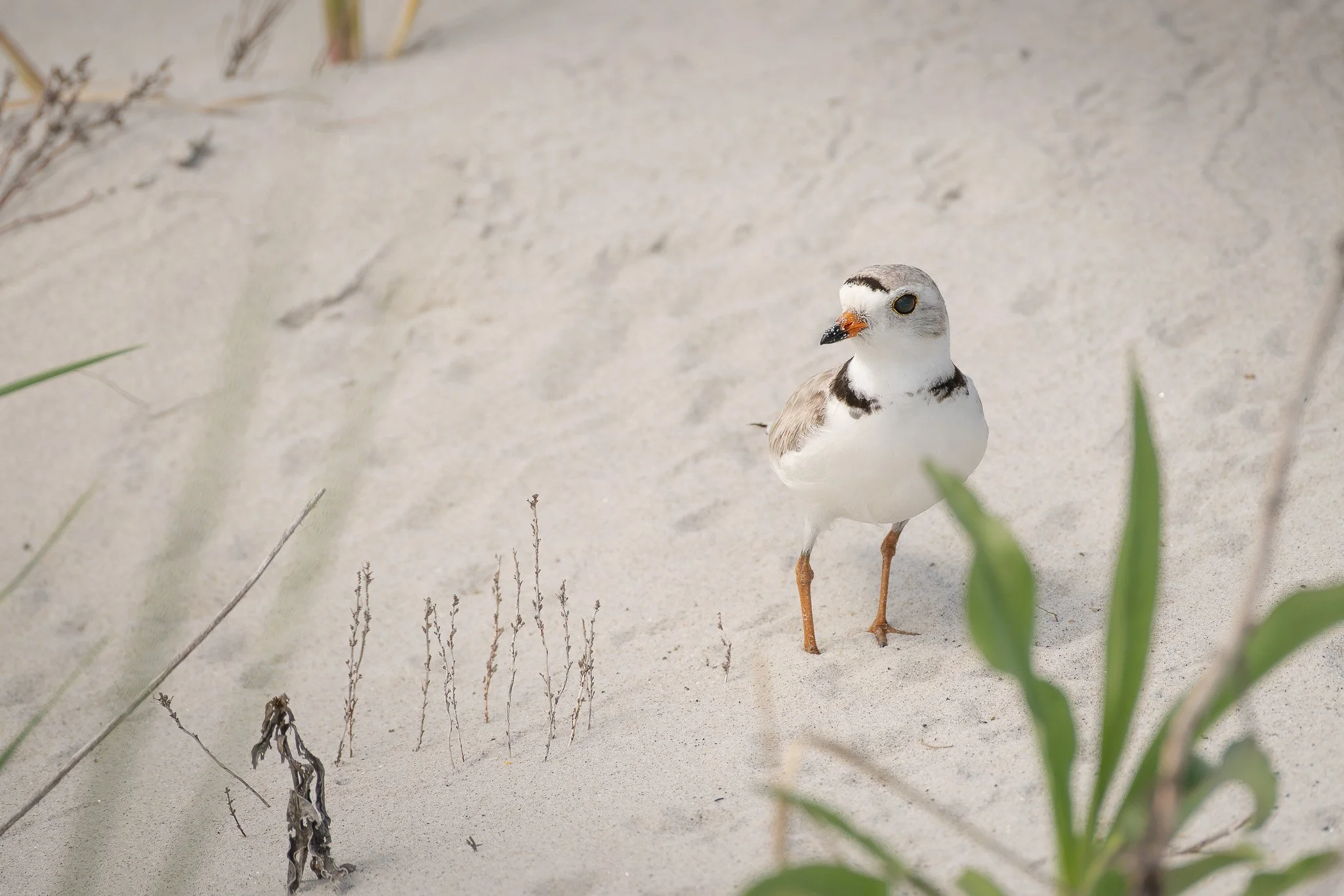 A female piping plover  (Charadrius melodus), distinguishable by the broken black ring around her neck (compared to the male's solid black ring).