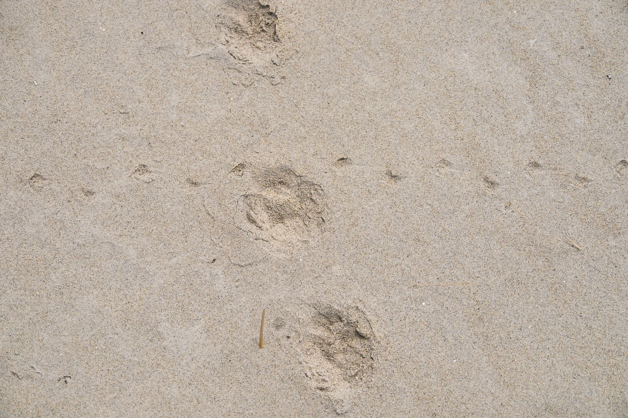 Piping plover  (Charadrius melodus) tracks cross Eastern coyote (Canis latrans), one of their main nest predators. On Crane Beach, their nests are protected by electric fencing at night to reduce predation.