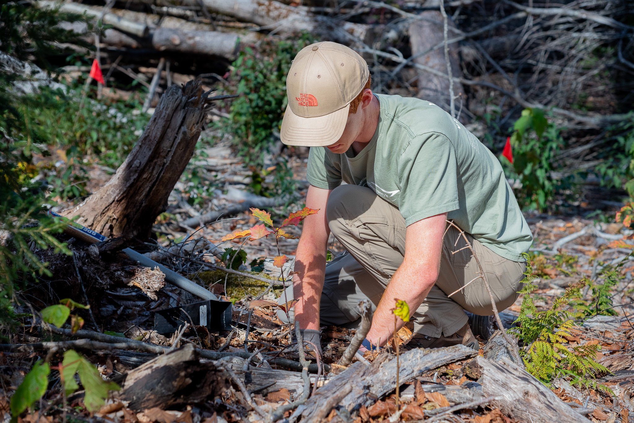 A student volunteer packs down the earth around one of the sapling trees to give it a good foothold in its new forest.