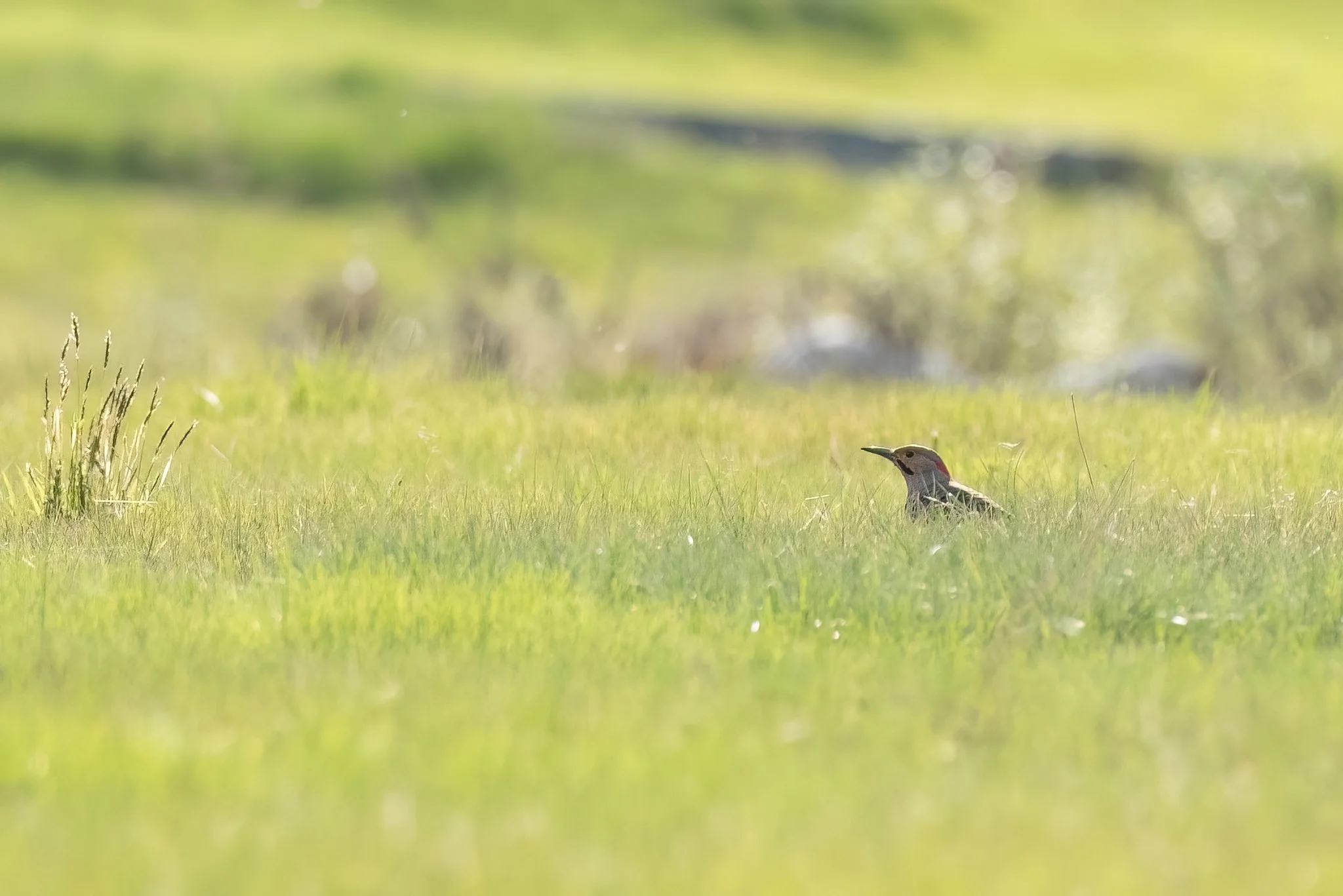 A Northern Flicker (Colaptes auratus) forages for ants among the new spring growth.