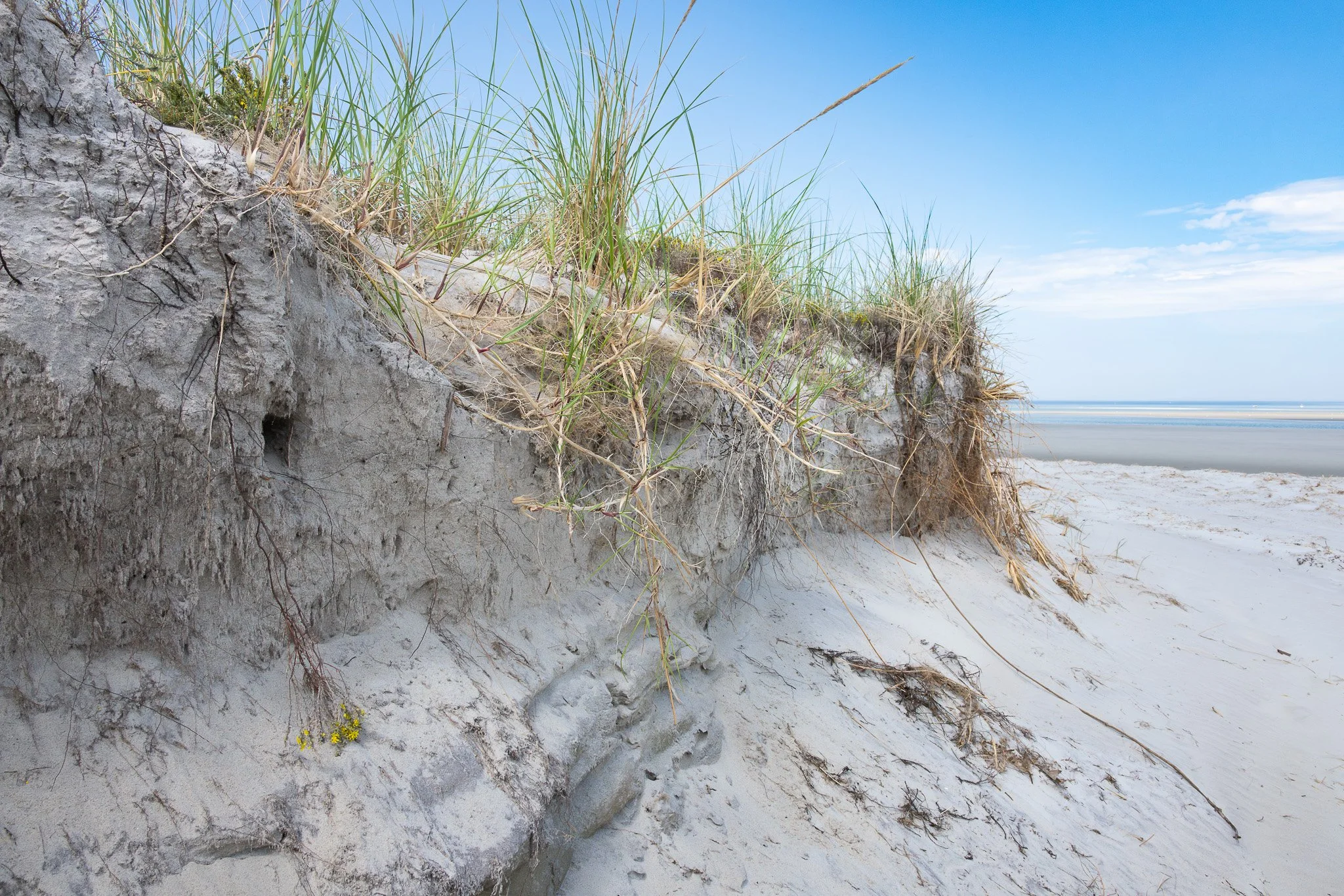 A nesting colony of bank swallows (Riparia riparia), also known as the sand martin, occupying the dunes along the beach edge.