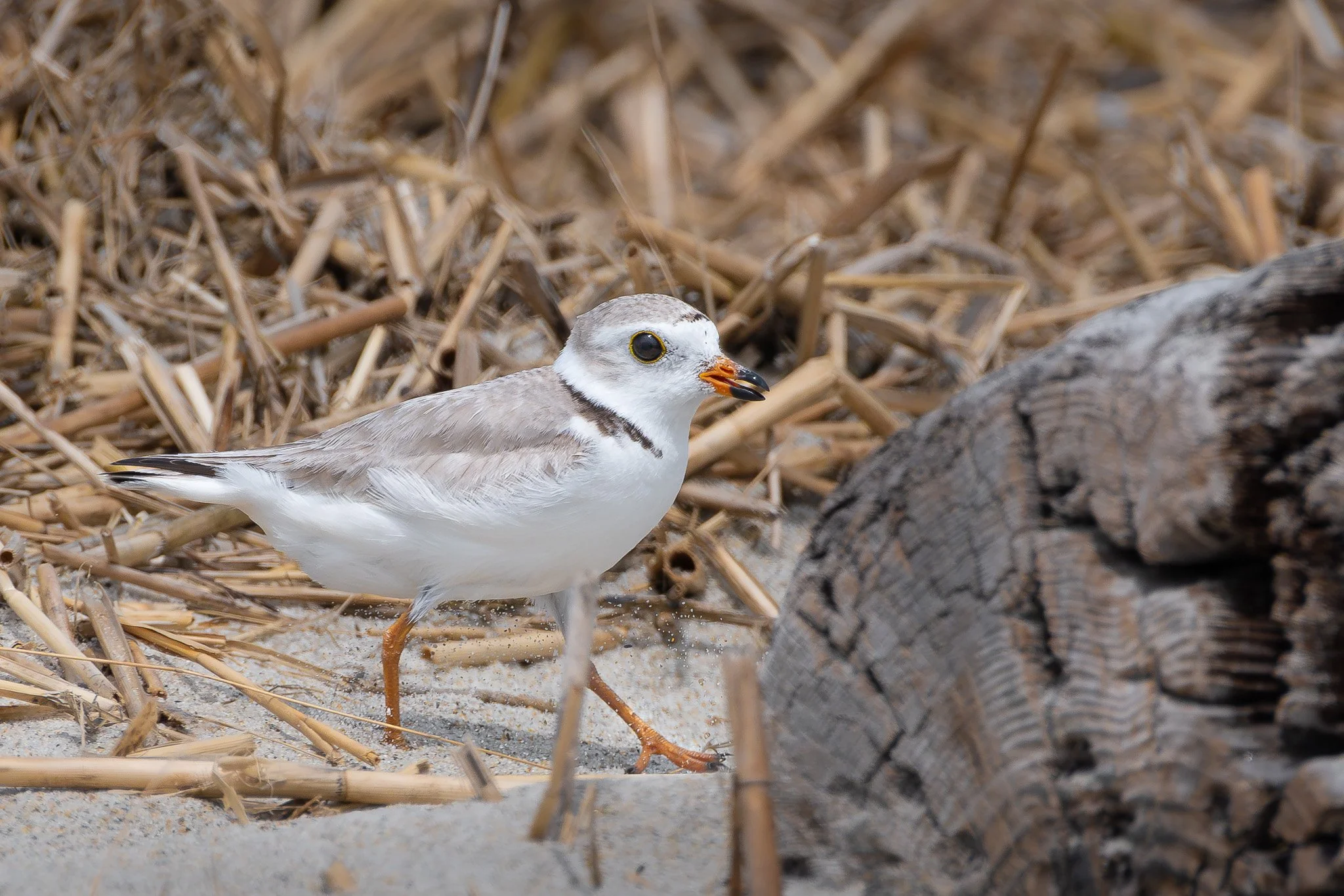 A female piping plover (Charadrius melodus) forages among beach debris. 
