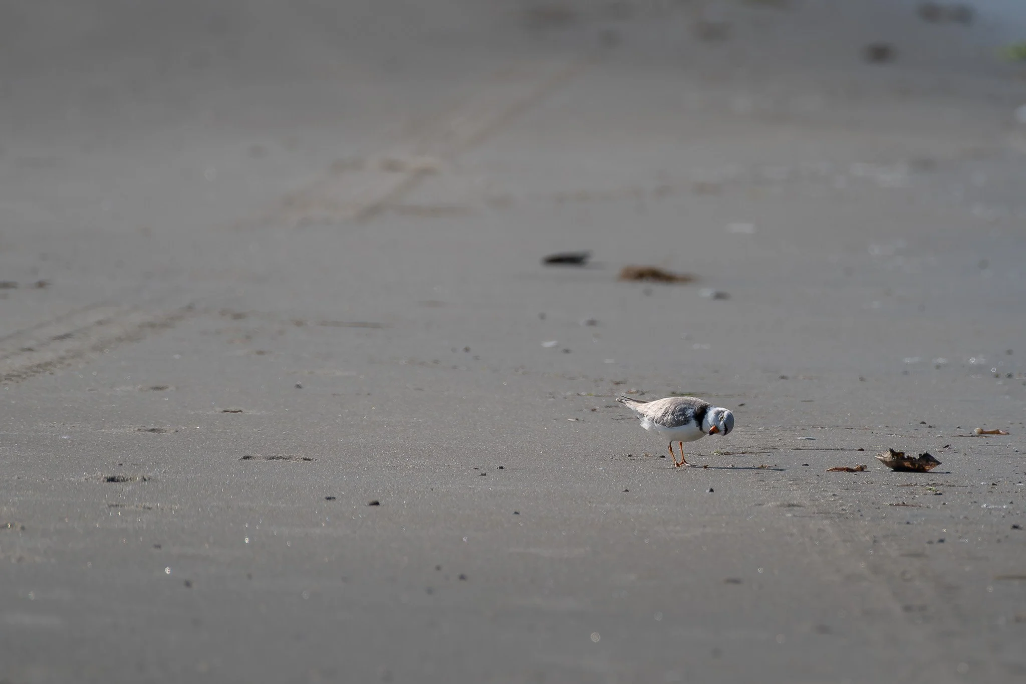 A piping plover  (Charadrius melodus) inspects tire tracks across its beach home.