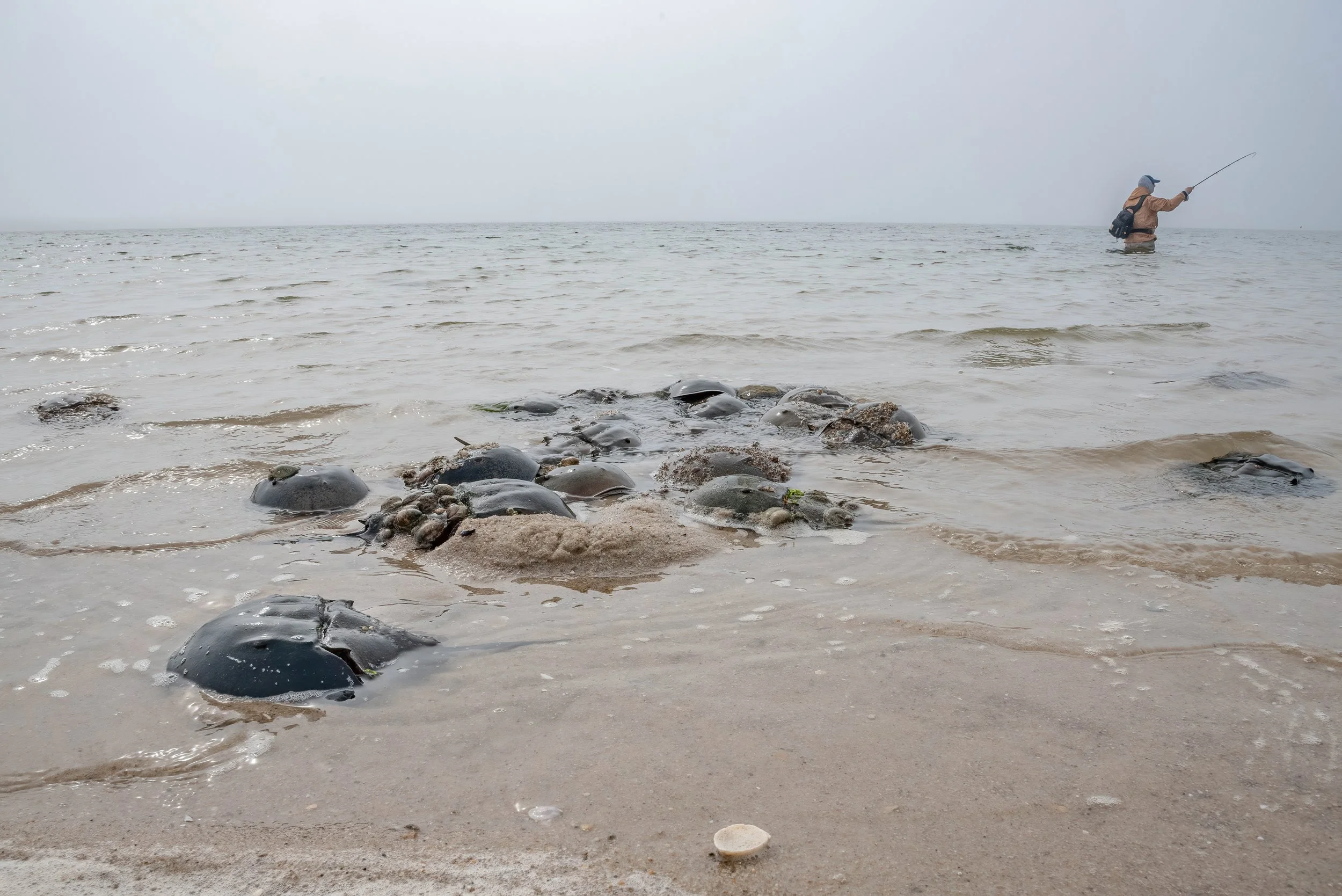 Adult crabs gather on a misty day at one of the multi-use beaches near Monomoy
as a fisherman casts in the background.
