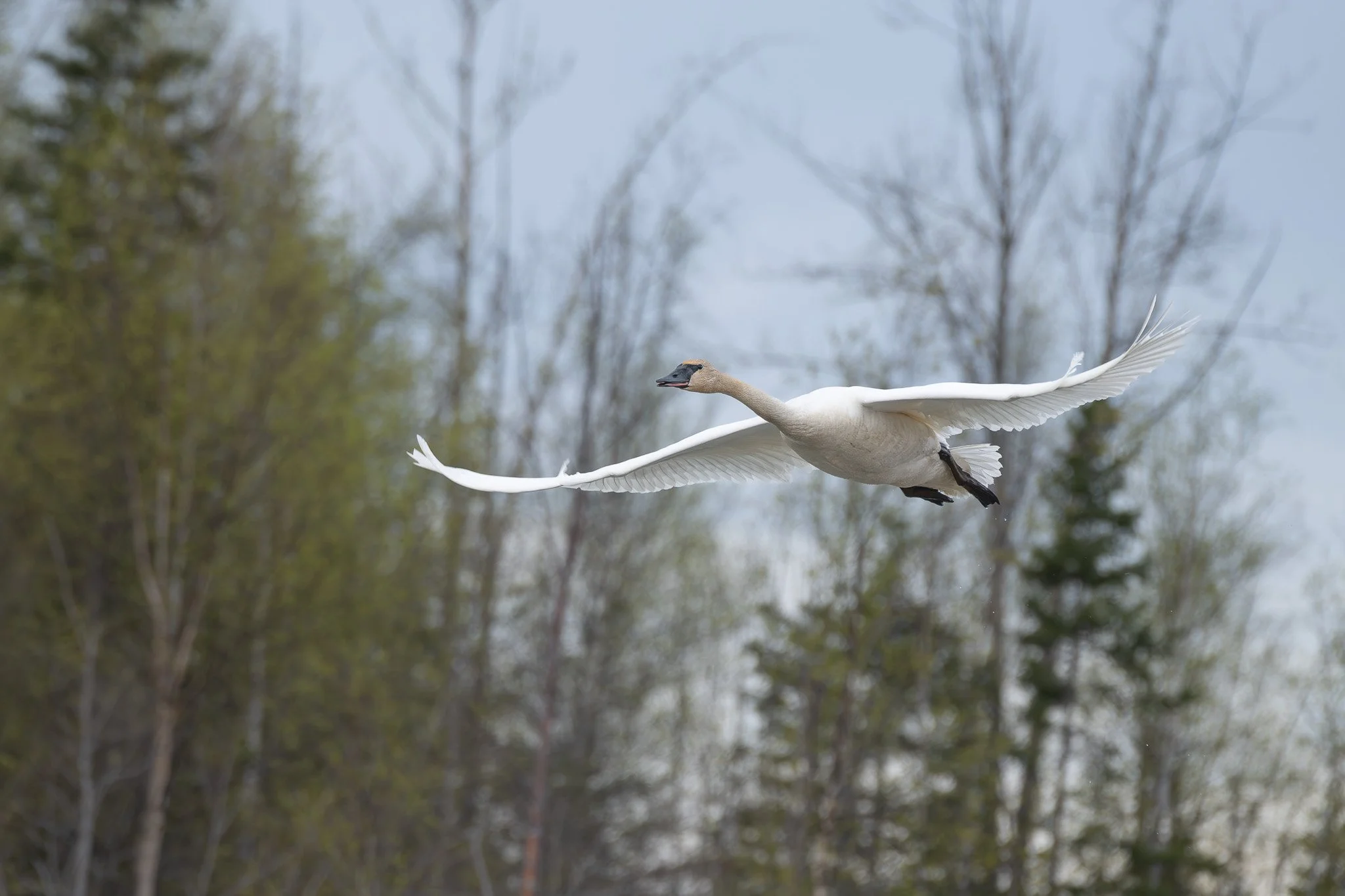 A trumpeter swan (Cygnus buccinator) passes through on its way to its summer nesting grounds.