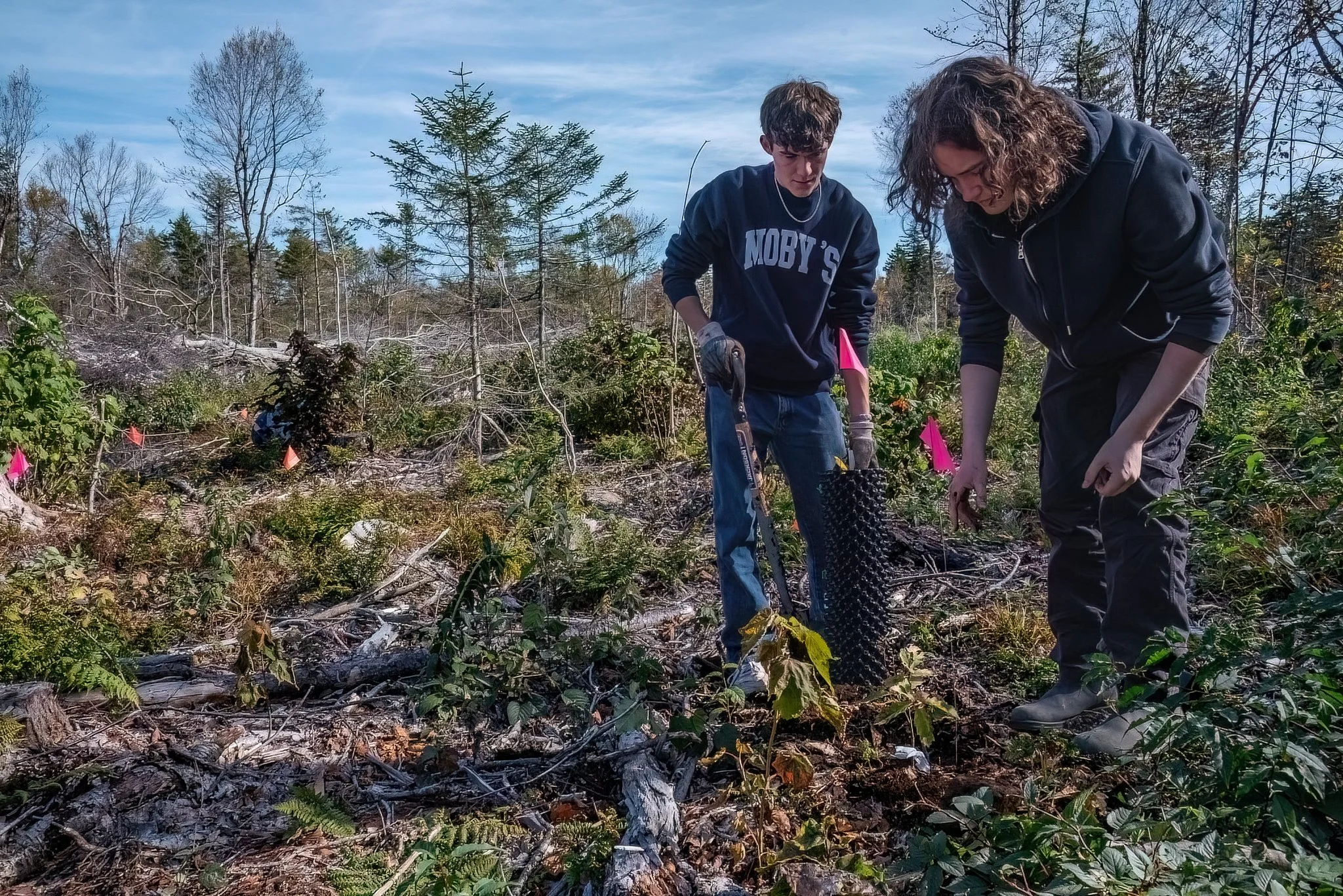Student volunteers mark planted trees with flags so that the scientists can monitor their success.