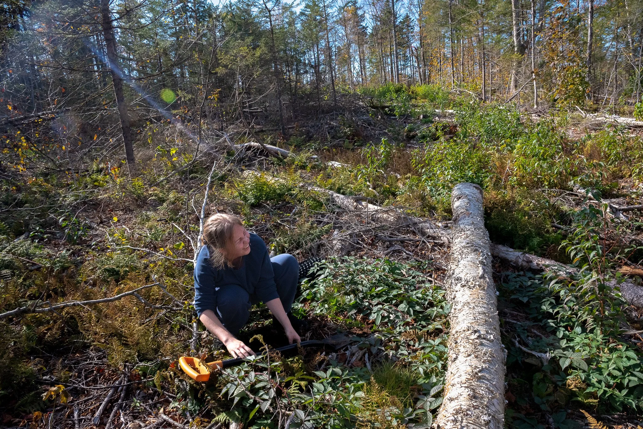 A student volunteer clears thick brambles by hand to make room for the new trees.