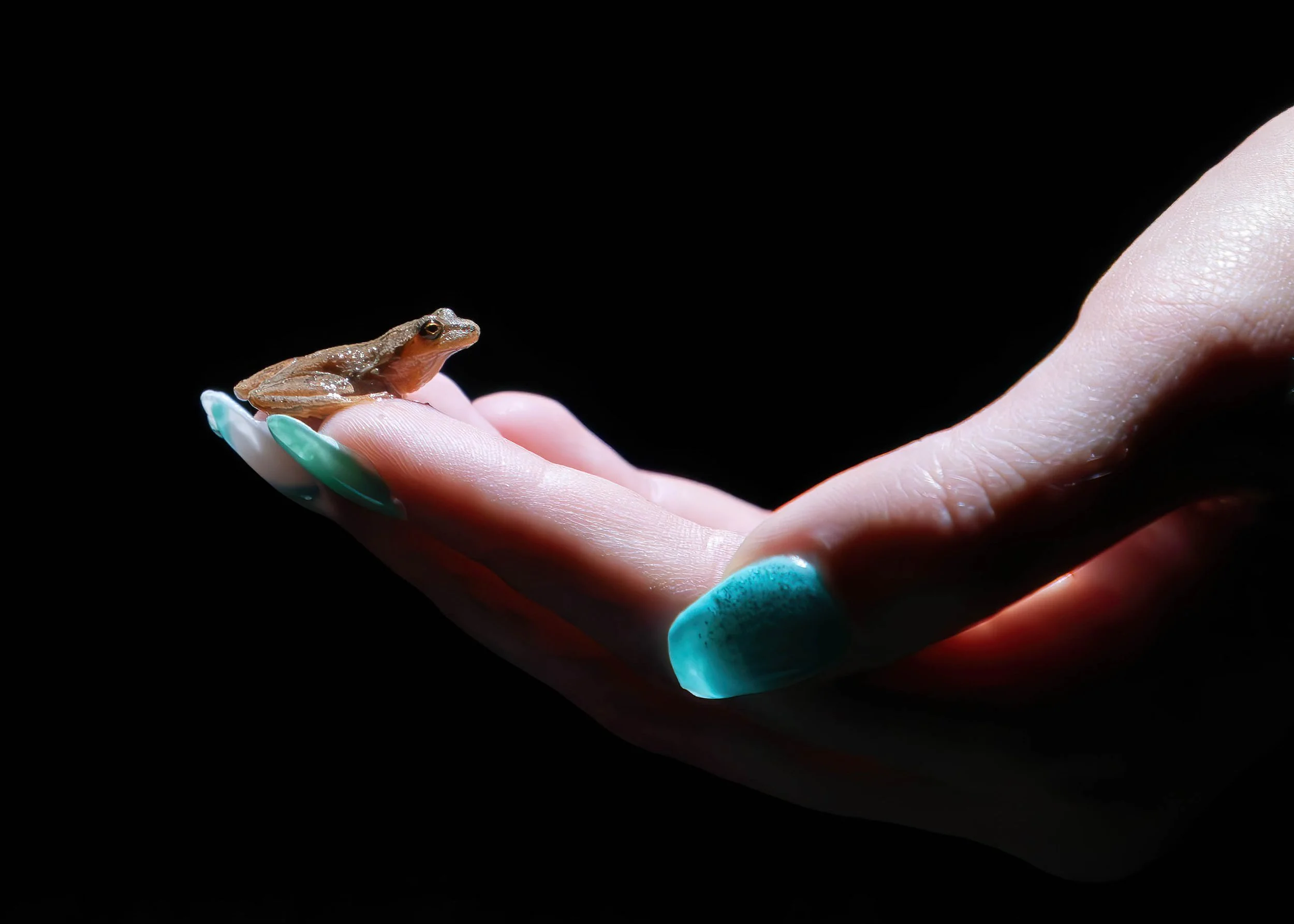 An adult Spring Peeper (Pseudacris crucifer) is counted and safely crossed by one of the scientists.