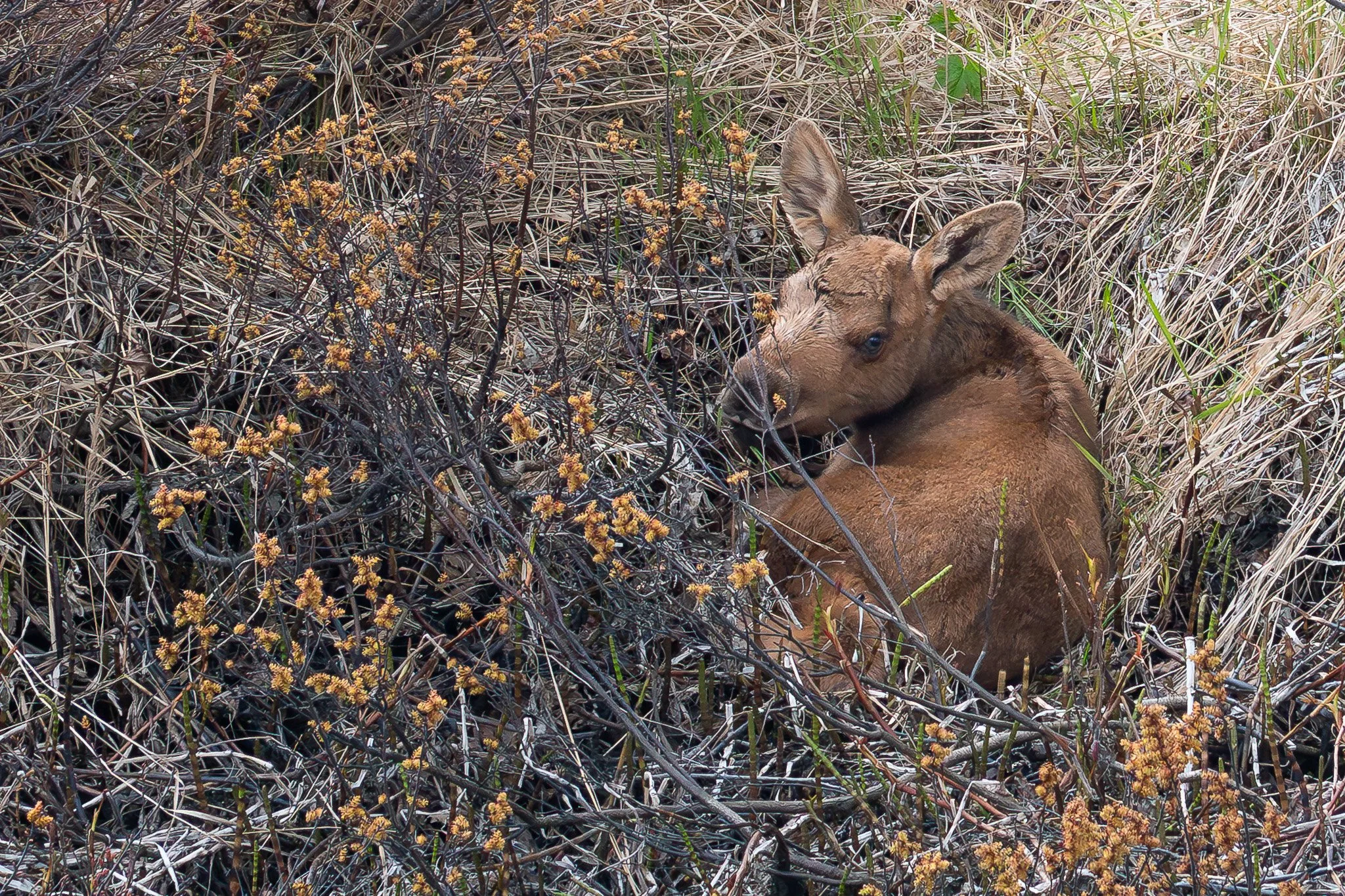  A newly born Yukon moose (Alces alces gigas) dozes among spring growth.