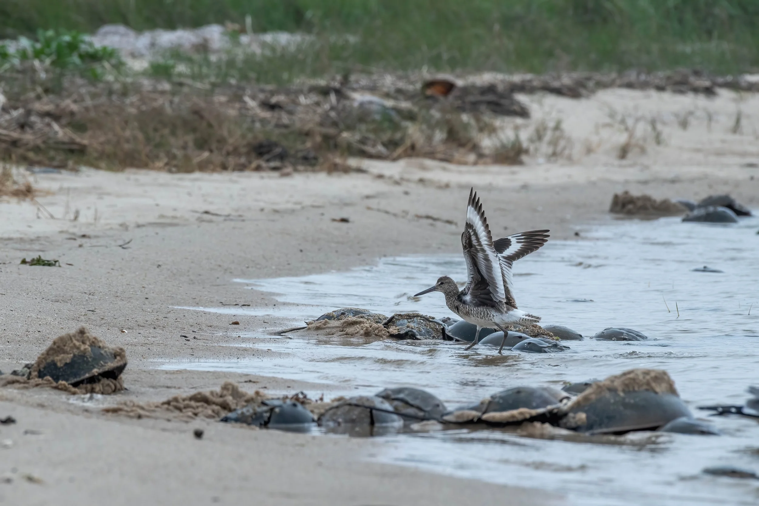 A Willet (Tringa semipalmata) descends from its nearby nest to gorge on the plentiful crab eggs, fueling it throughout the breeding season.
