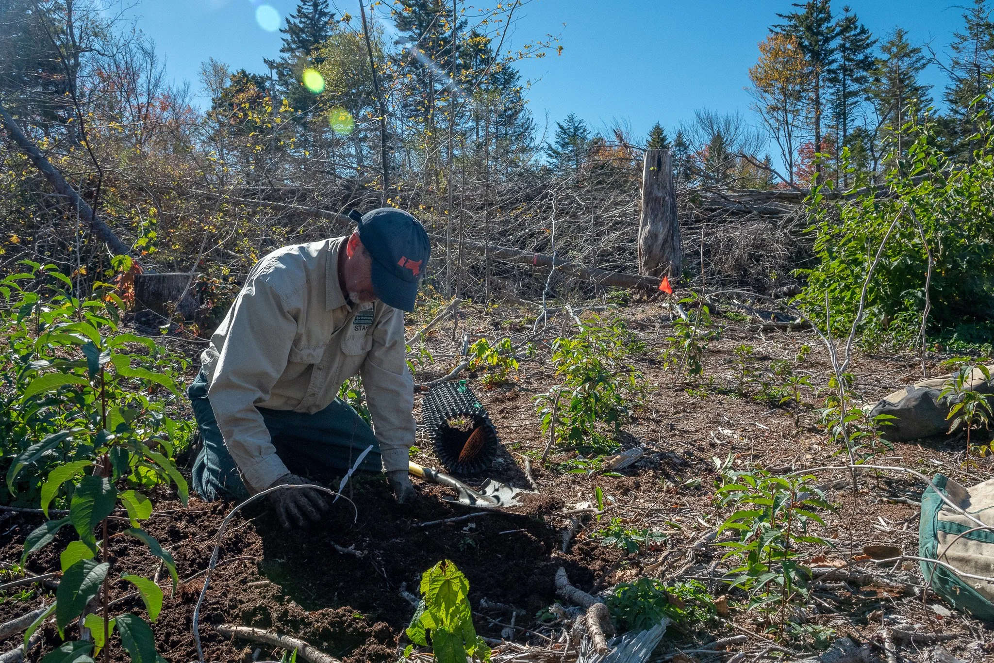 One of the volunteers selects a safe site for the new sapling behind the slashwall, ensuring the young trees won't be eaten by moose or deer.