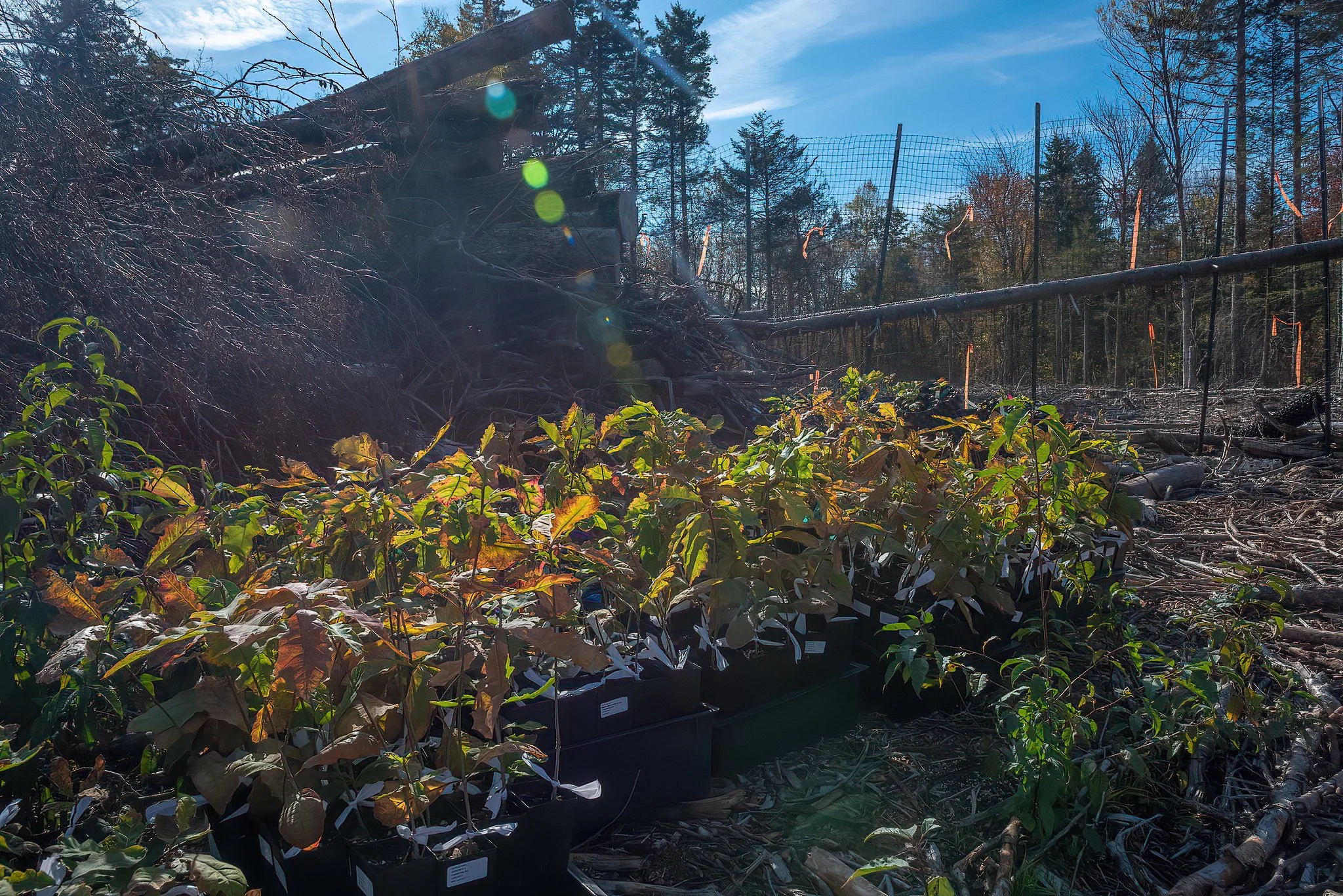 New young trees await planting just inside the slashwall where they are protected from moose and deer foraging.