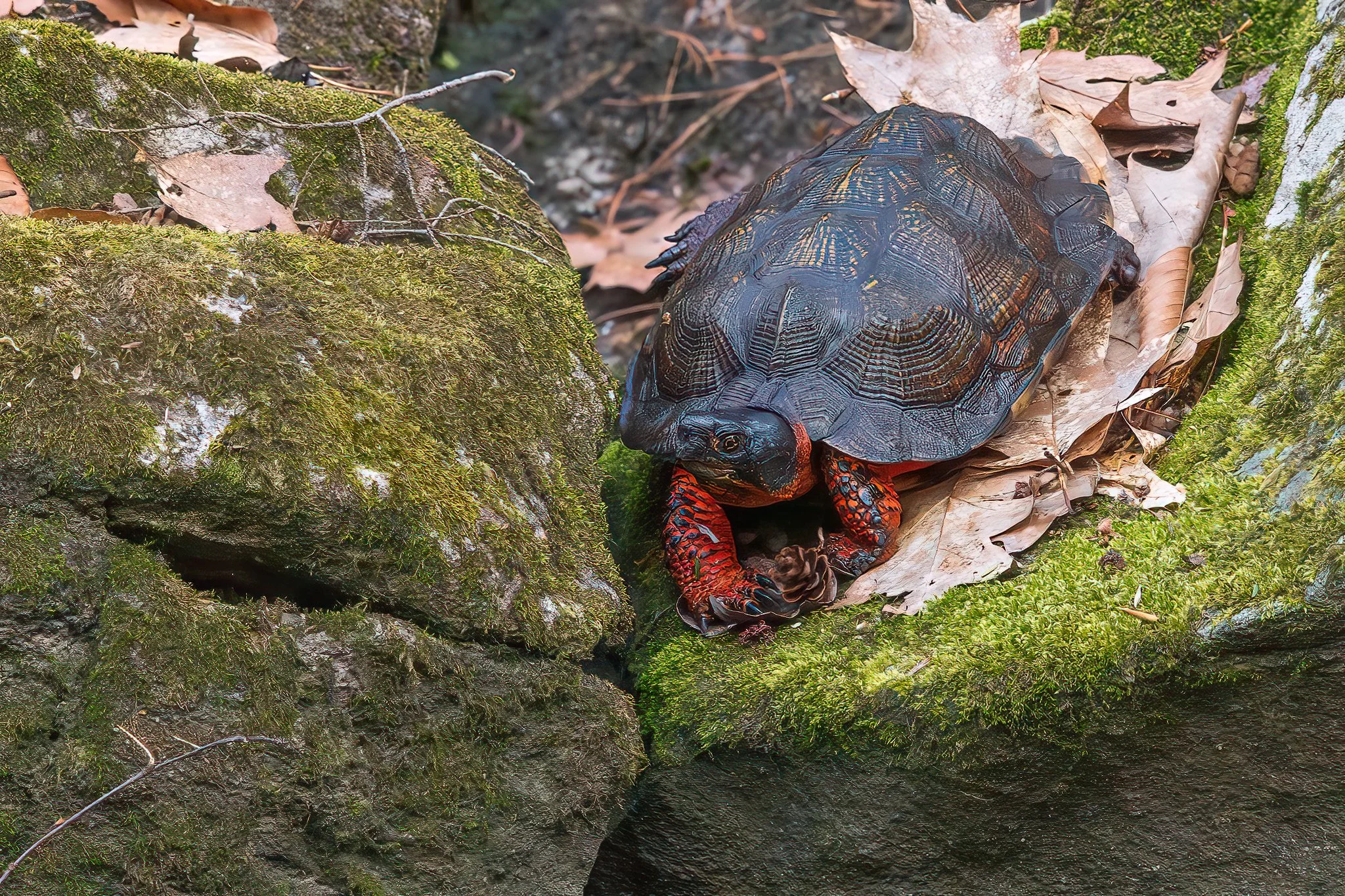 An endangered Wood Turtle (Glyptemys insculpta) resting on a moss covered rock by the stream, one of many monitored adults.
