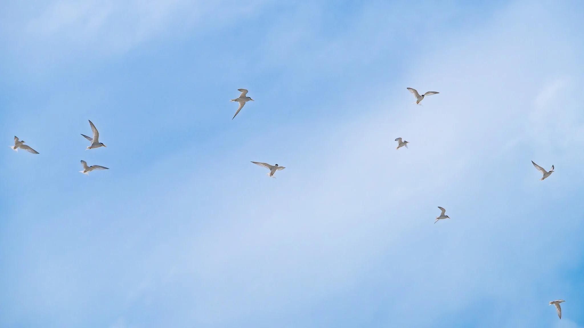 Least terns (Sternula antillarum) in flight over their nesting colony.