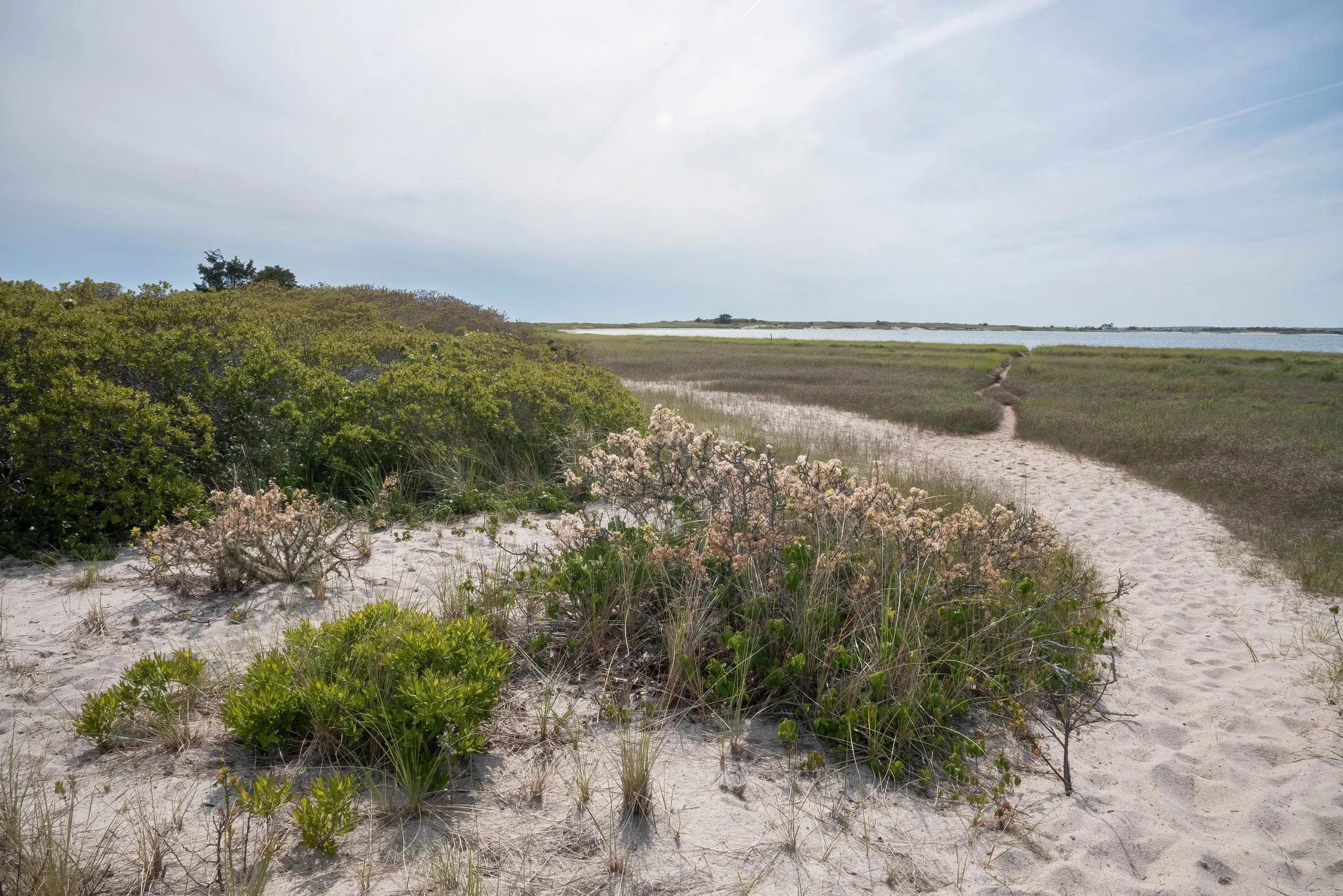 A view from the dunes down one of the protected beaches where the crabs lay their
eggs during the summer breeding season. 